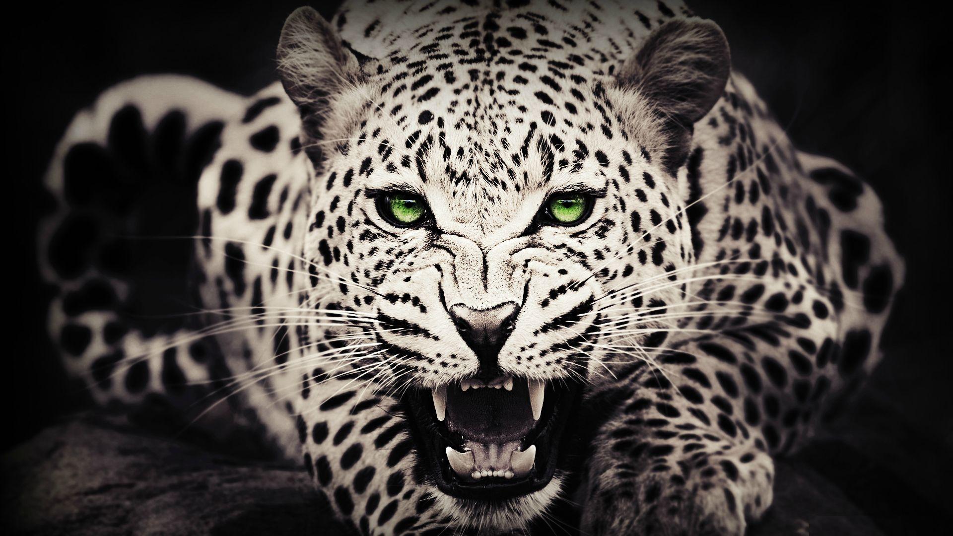 Cool AnimalWallpapers