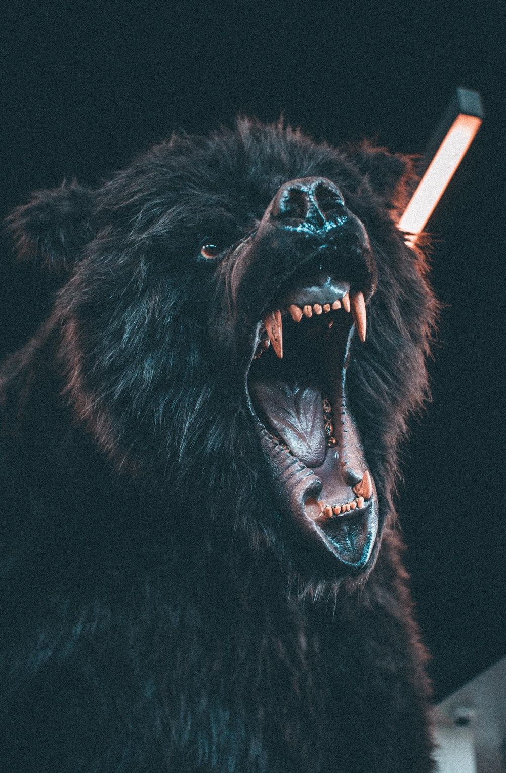 Cool BearWallpapers