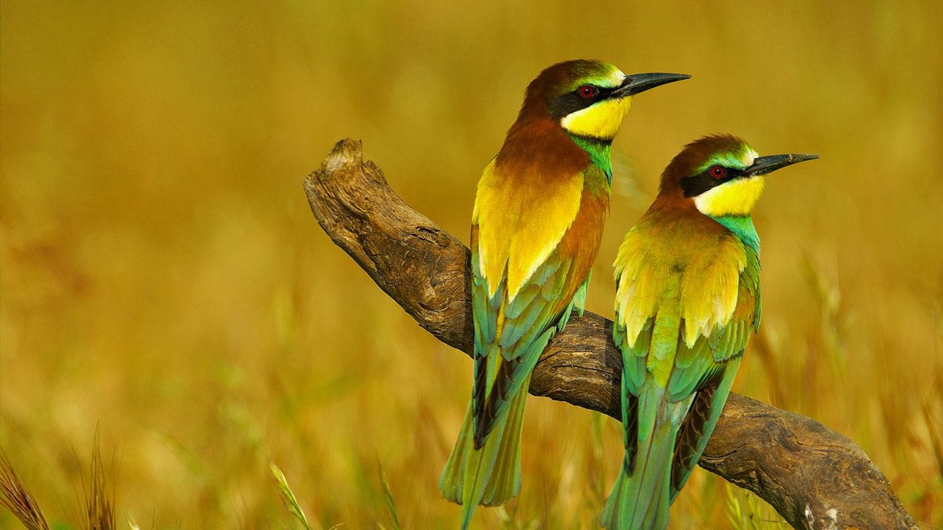 Cool Birds Wallpapers