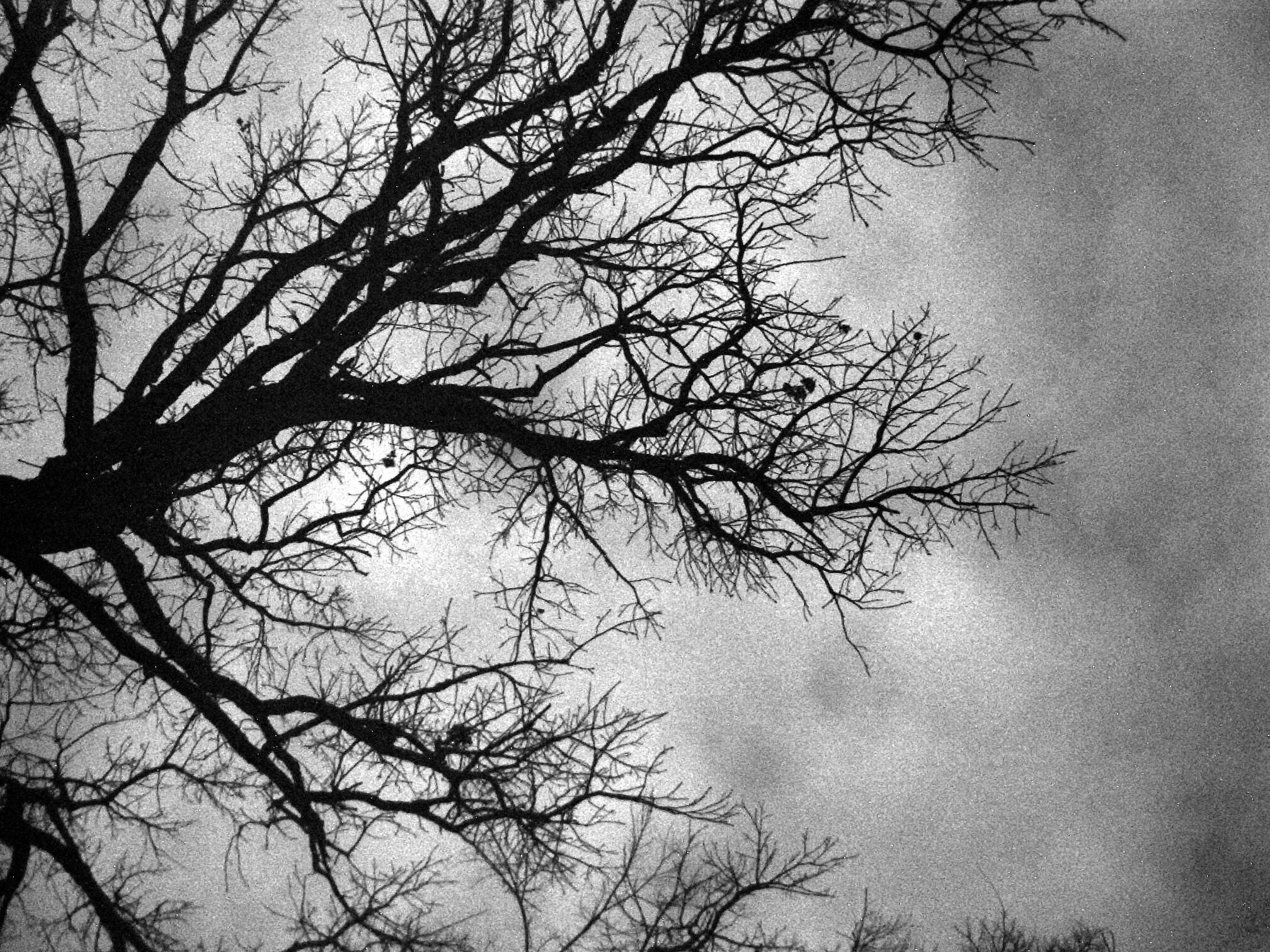 Cool Black And White Tree Wallpapers