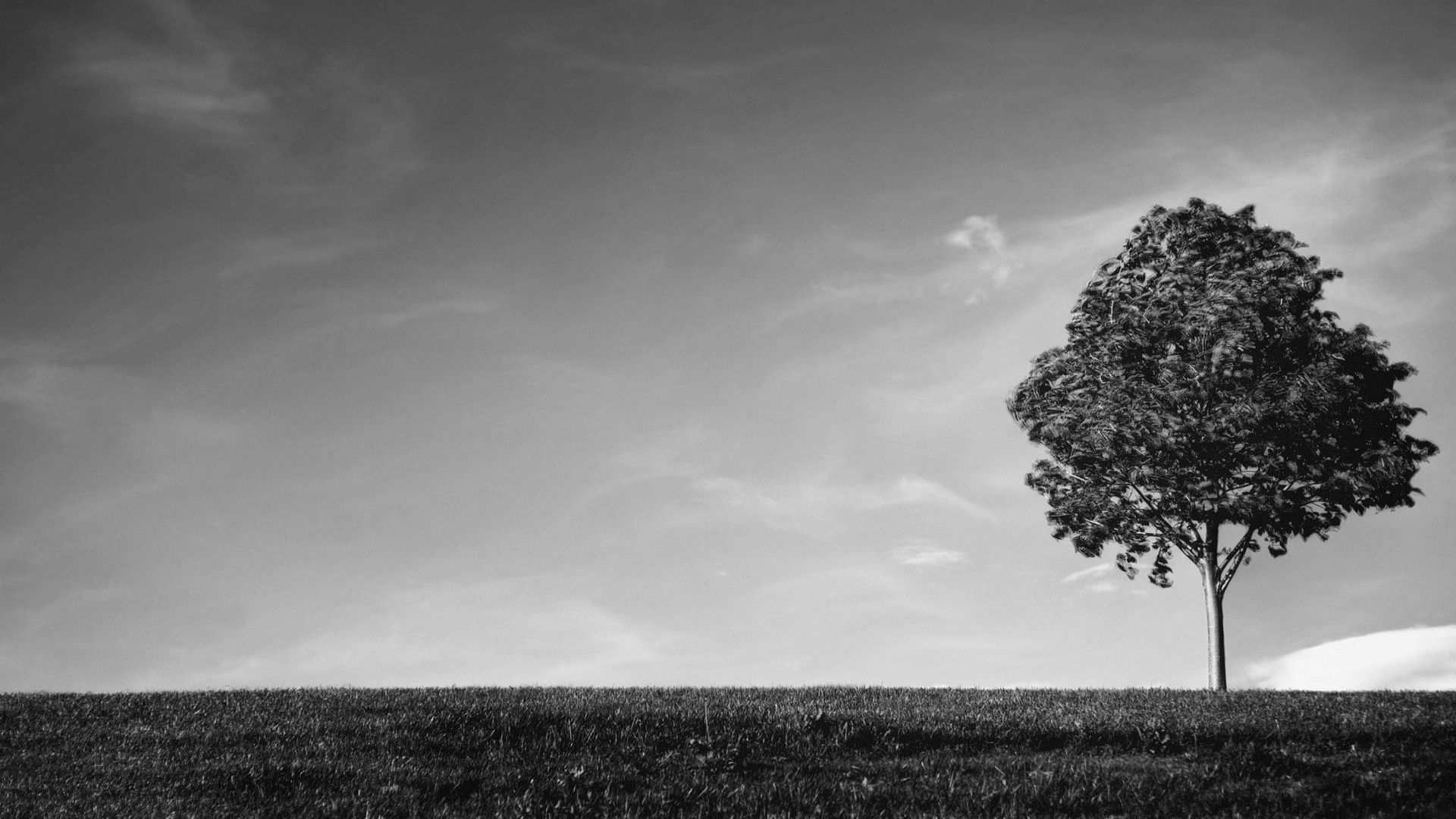 Cool Black And White Tree Wallpapers