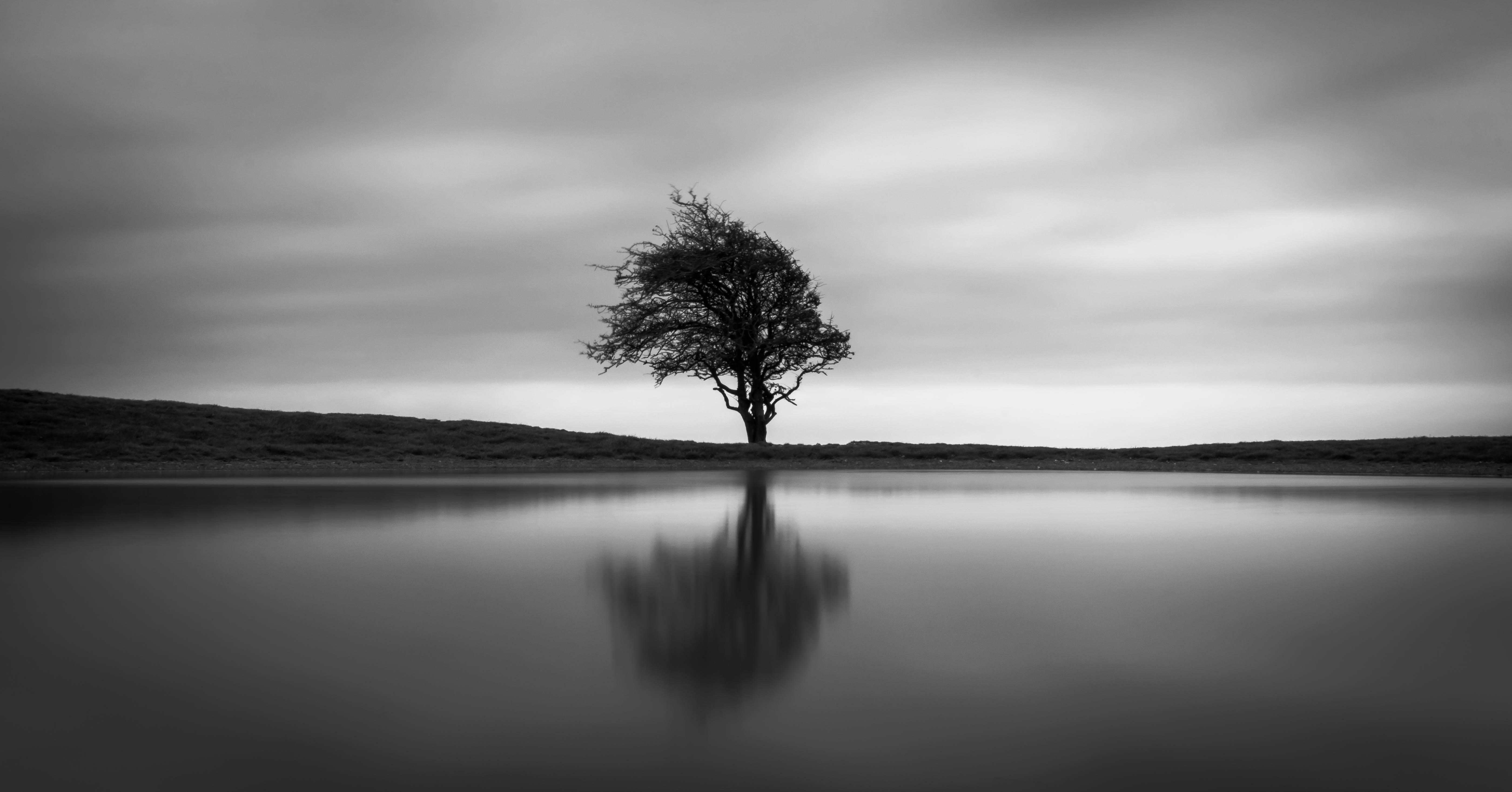 Cool Black And White Tree Wallpapers