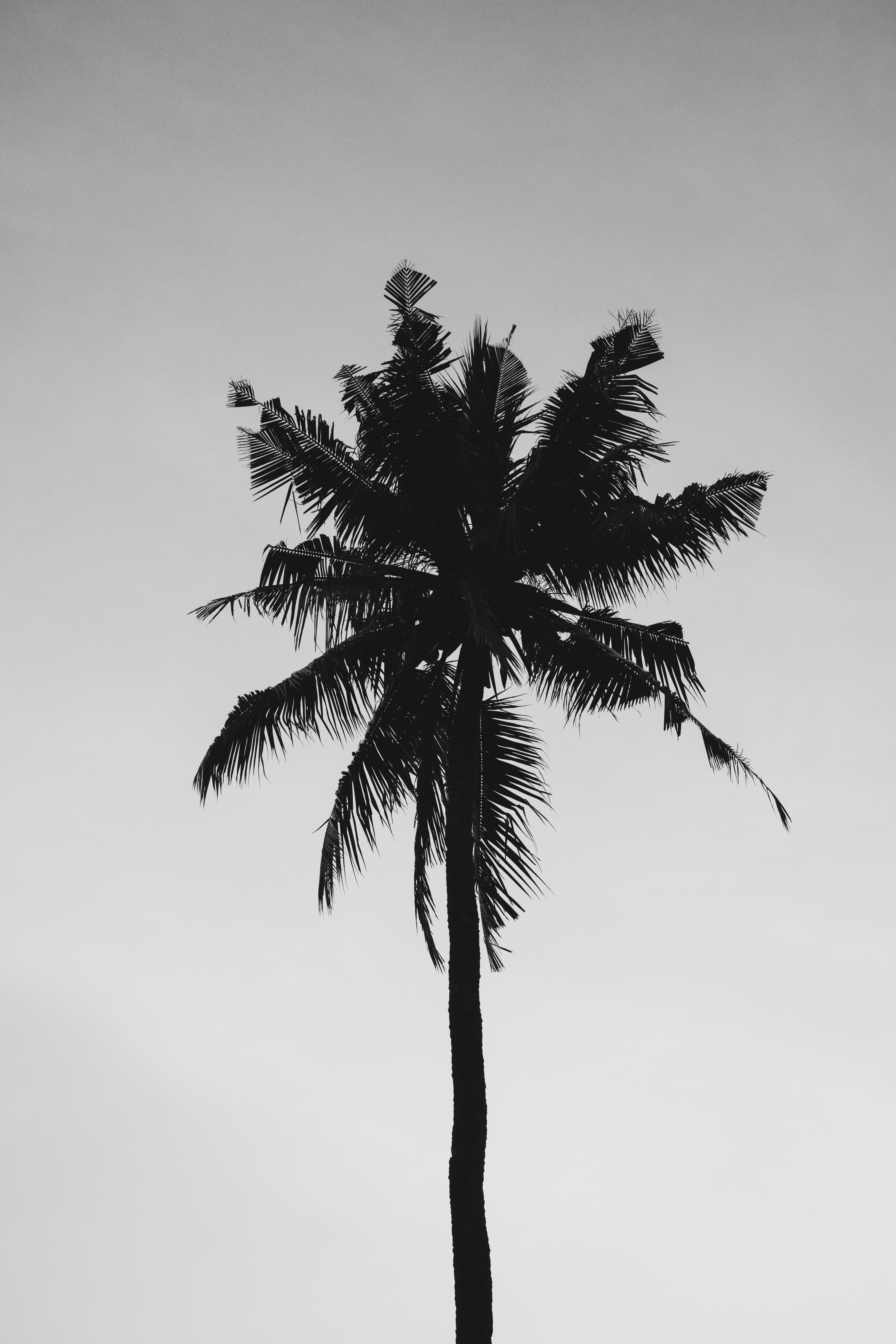 Cool Black And White Tree Wallpapers