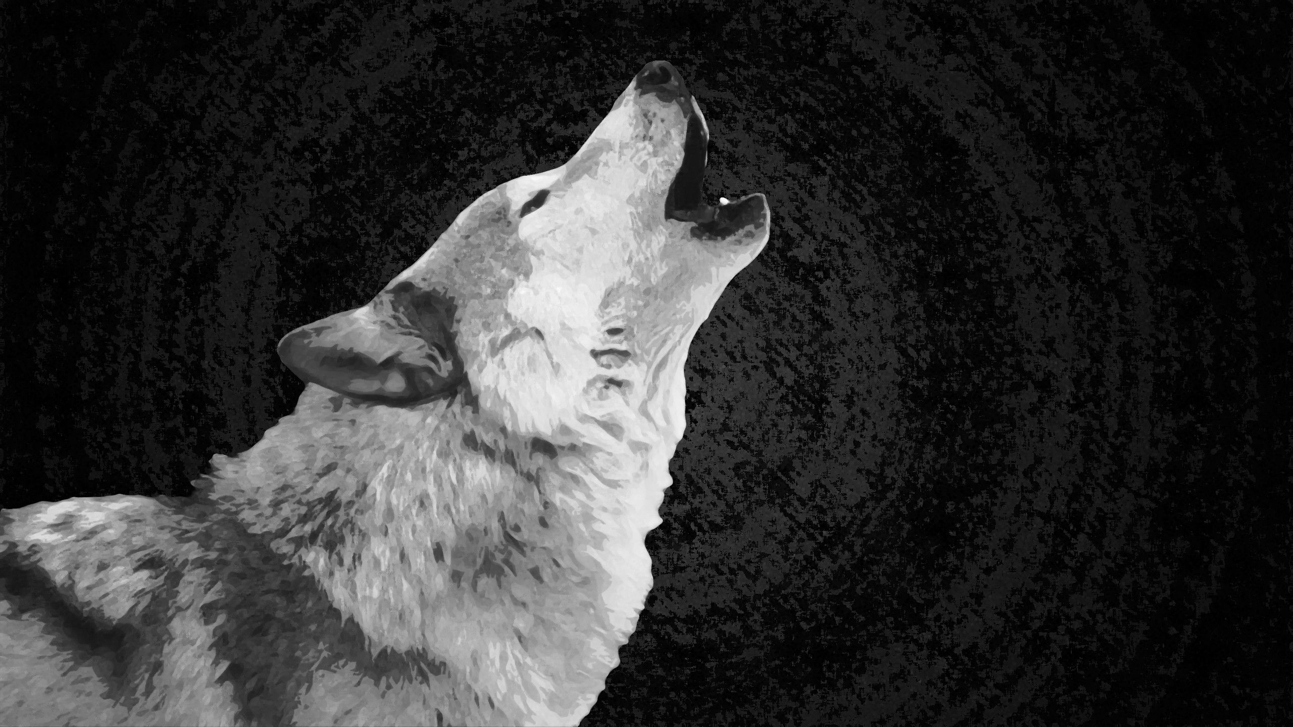 Cool Black And White WolfWallpapers