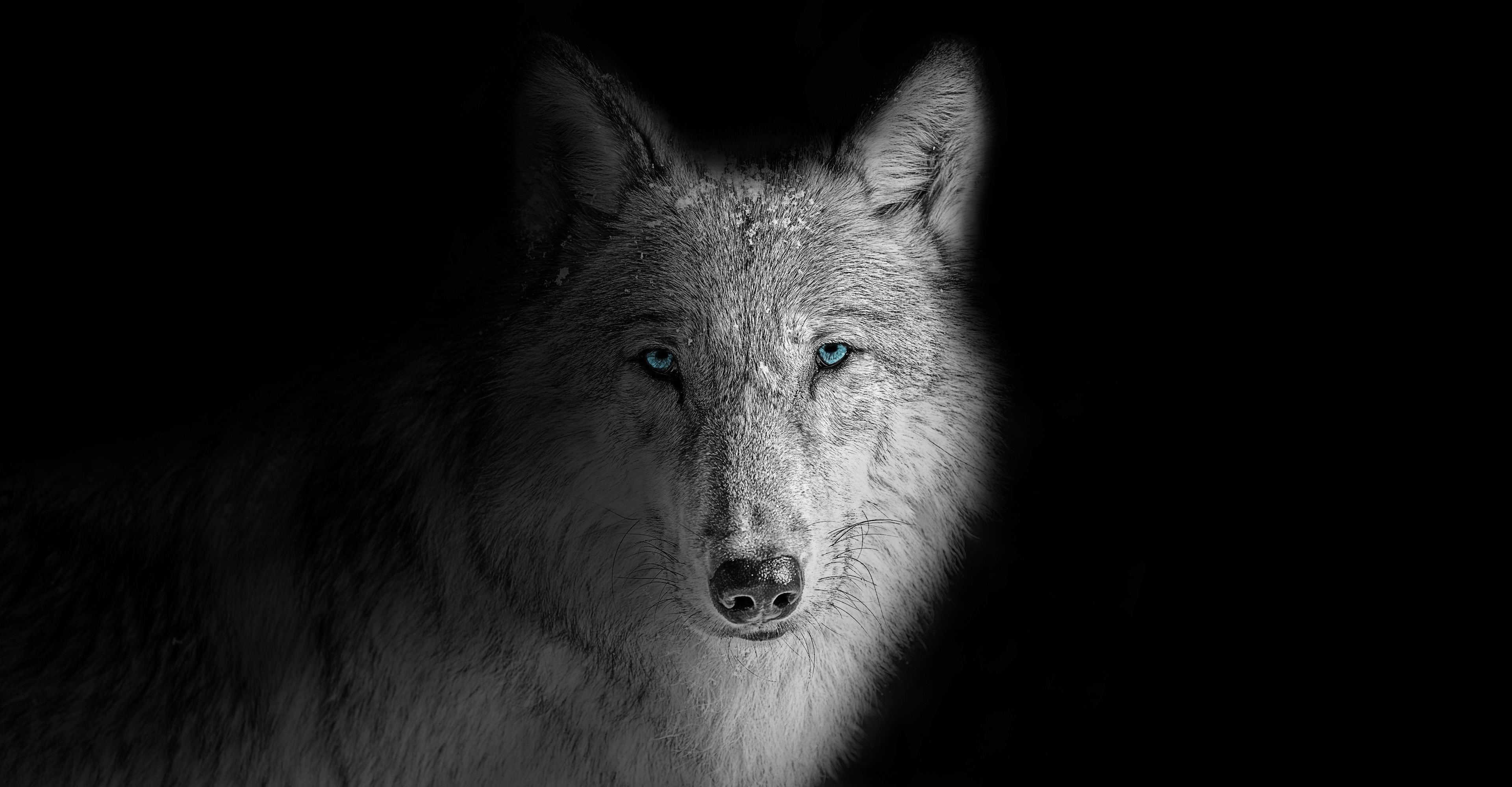 Cool Black And White WolfWallpapers