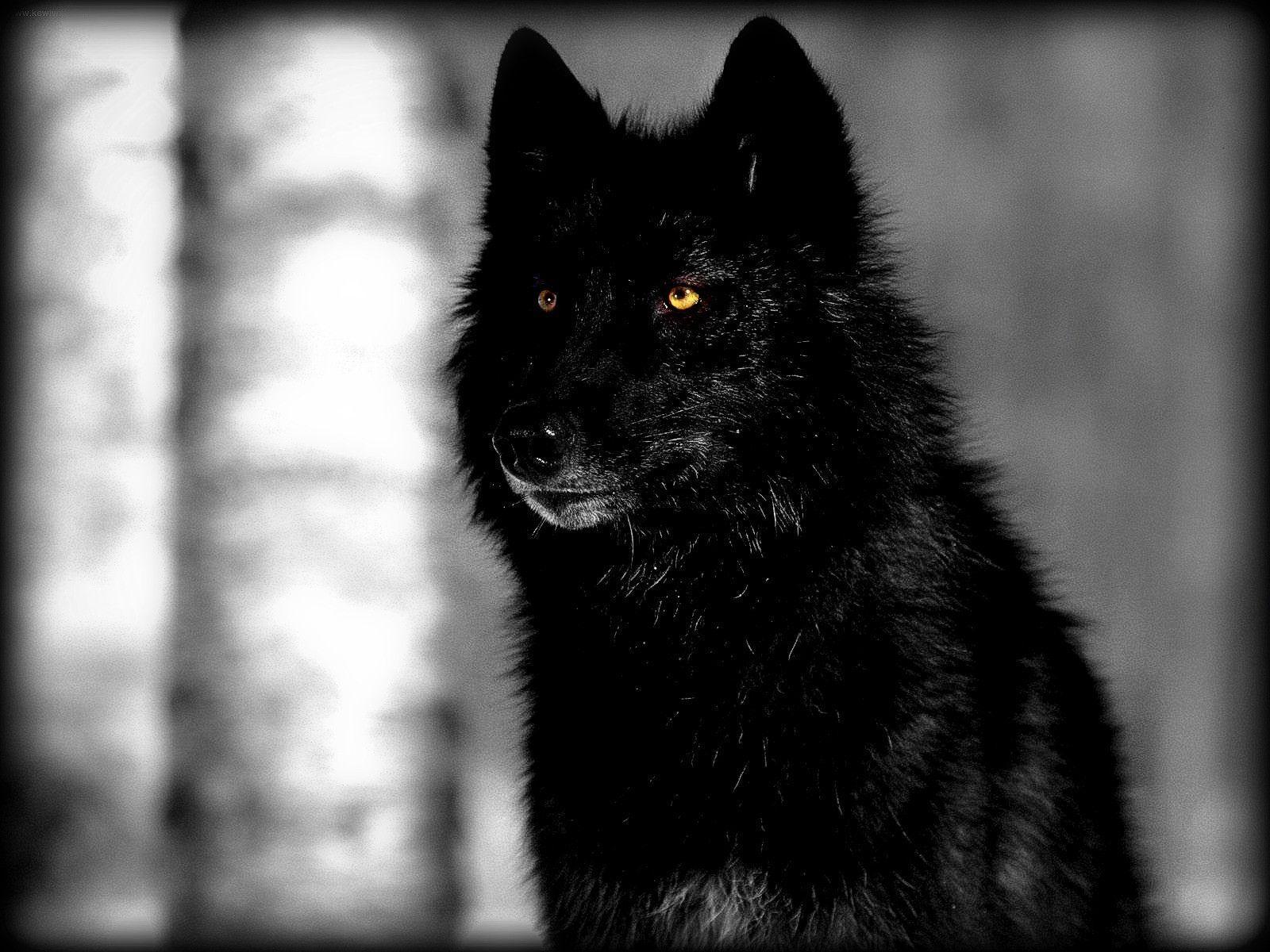 Cool Black WolfWallpapers