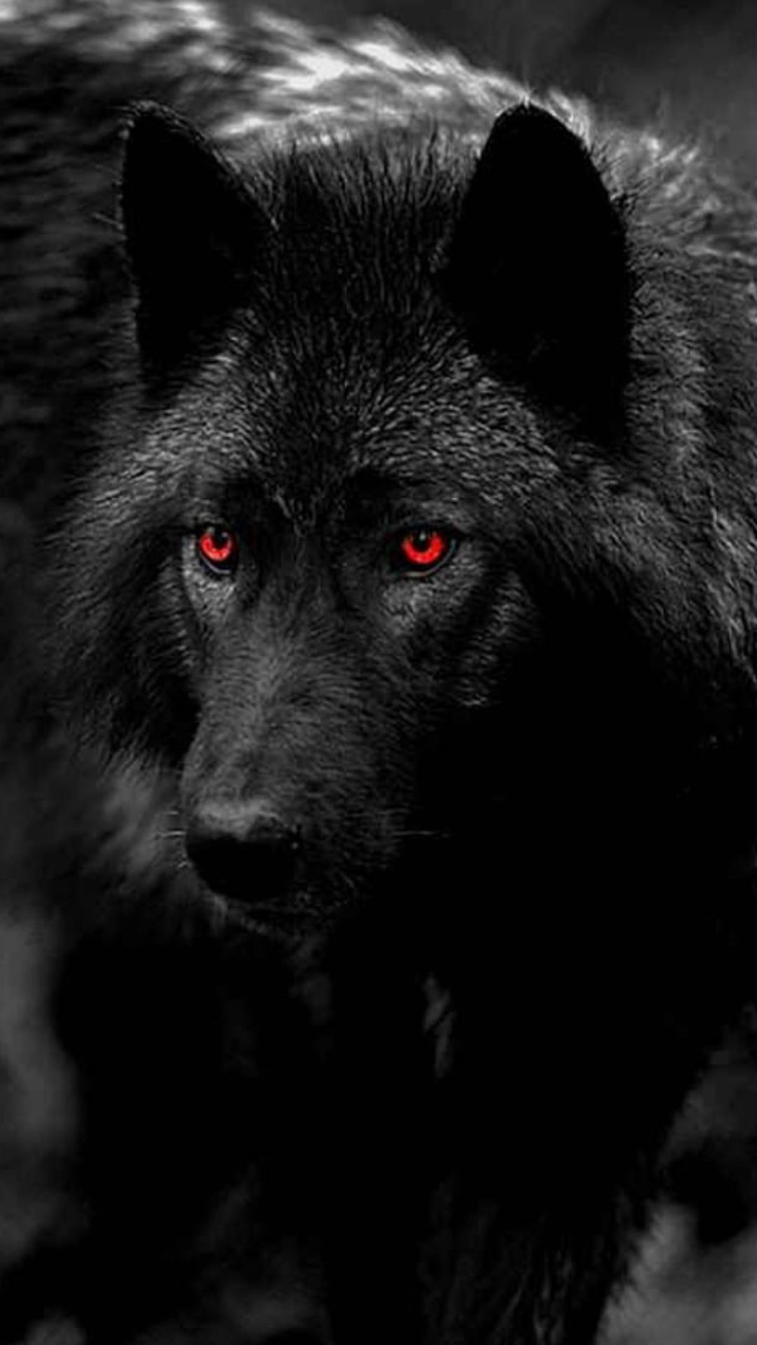 Cool Black WolfWallpapers