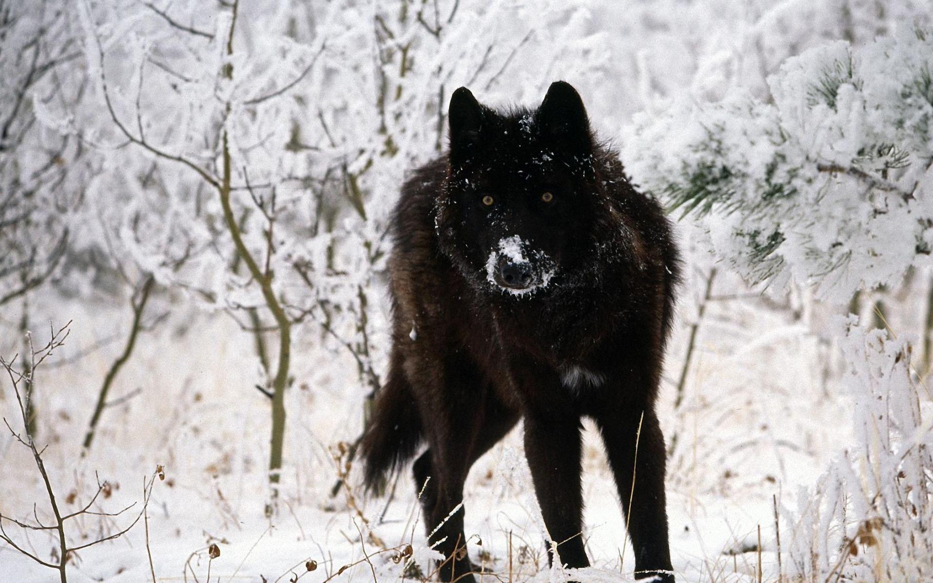 Cool Black WolfWallpapers