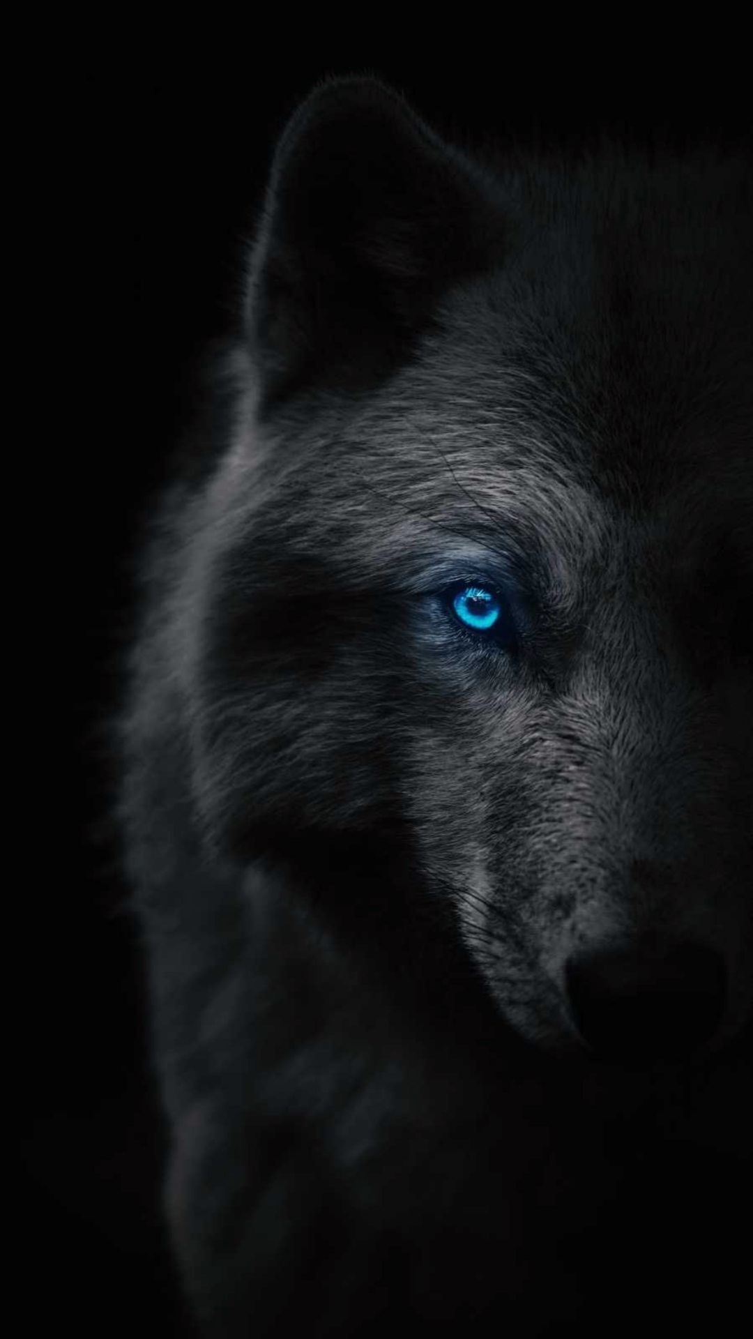 Cool Black WolfWallpapers