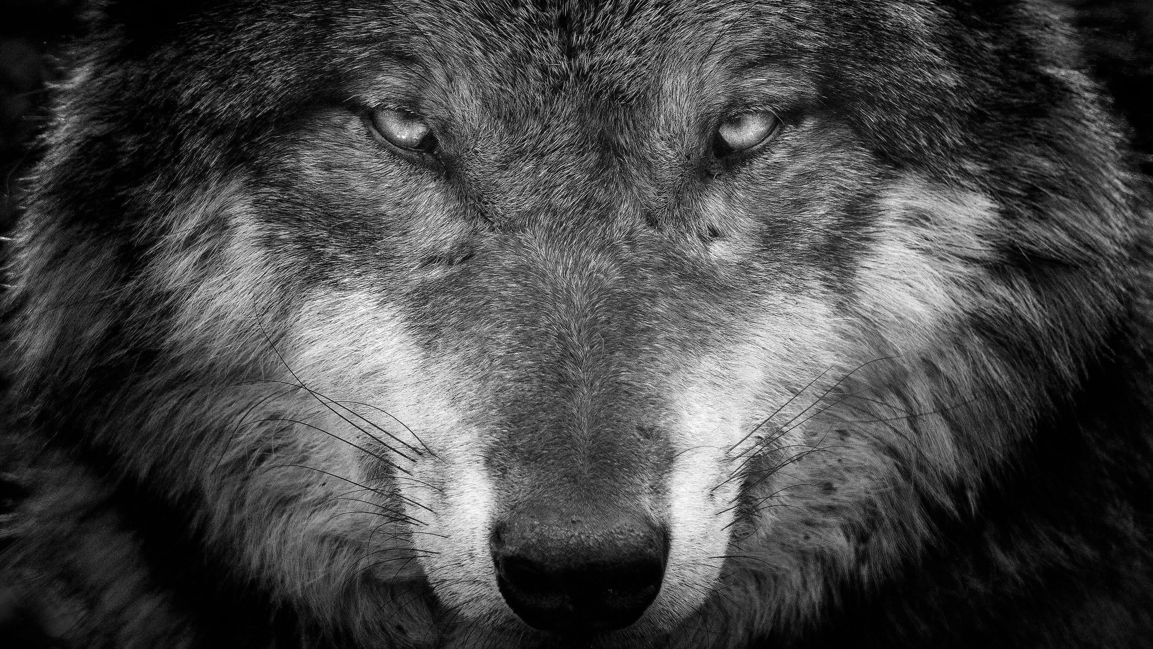 Cool Black WolfWallpapers