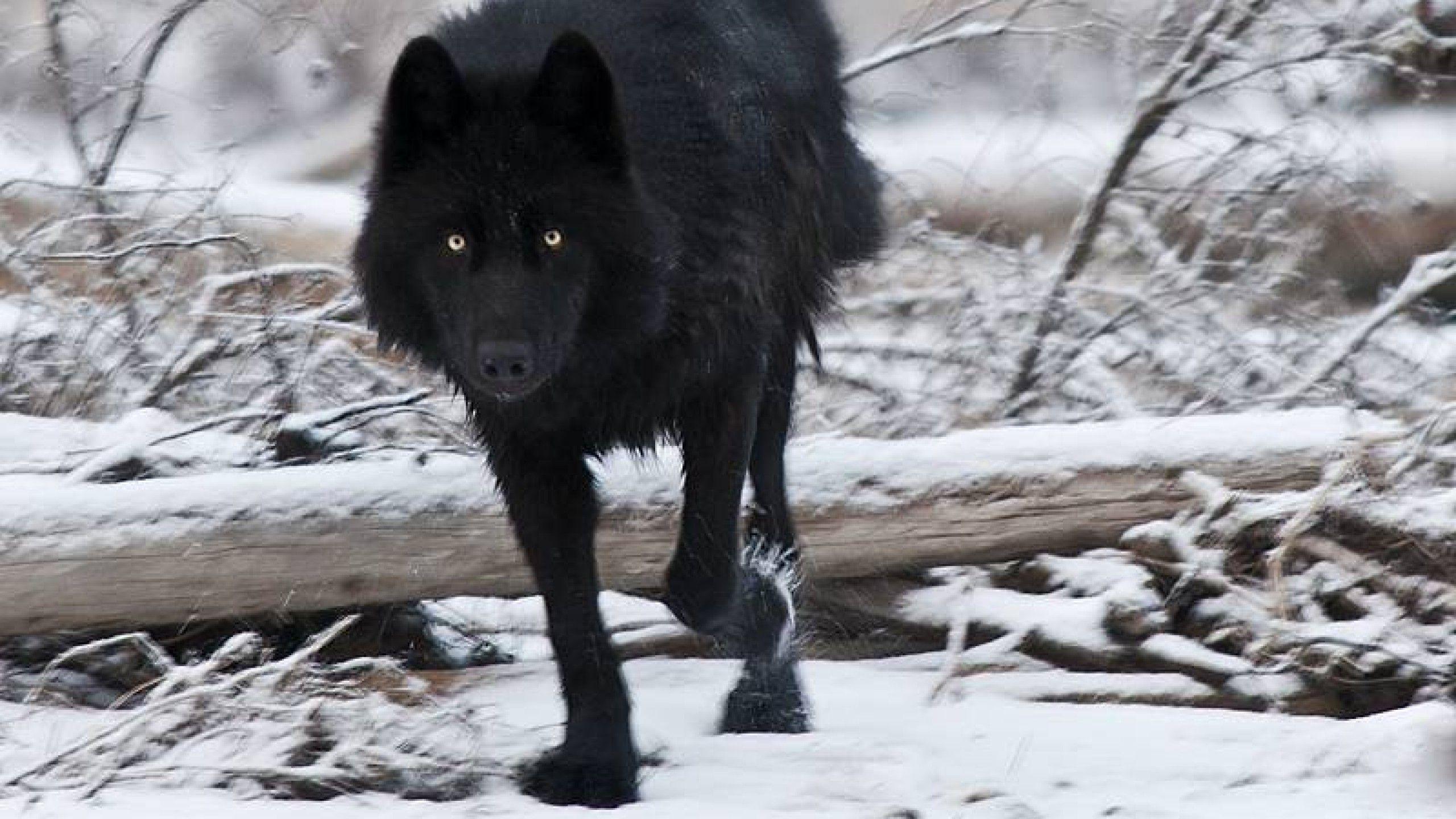 Cool Black WolfWallpapers