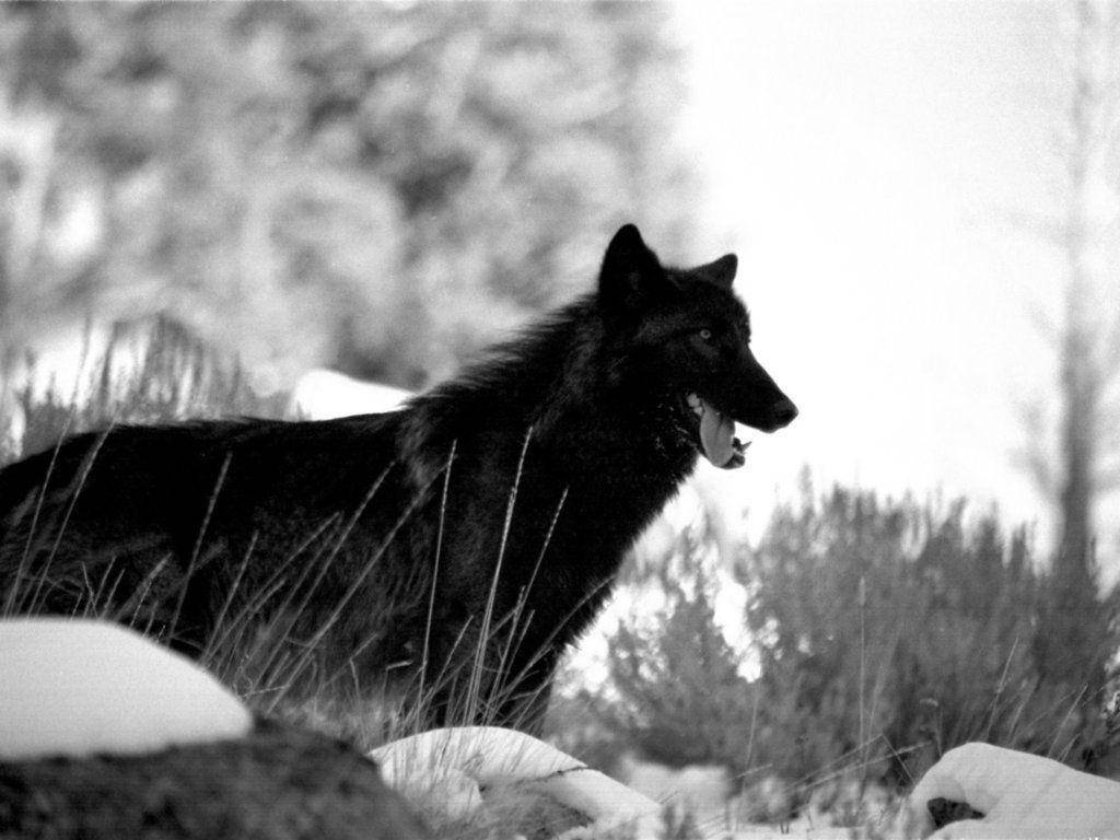 Cool Black WolfWallpapers