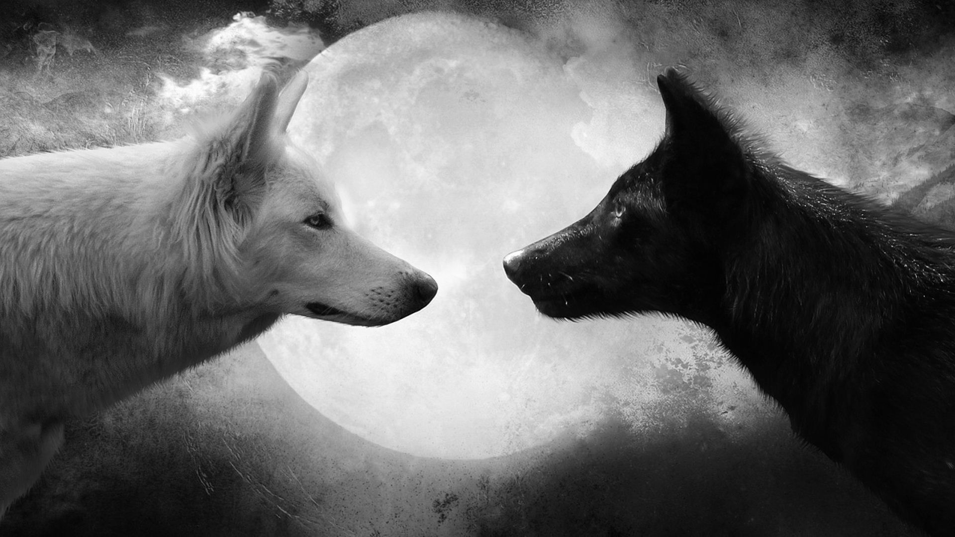 Cool Black WolfWallpapers