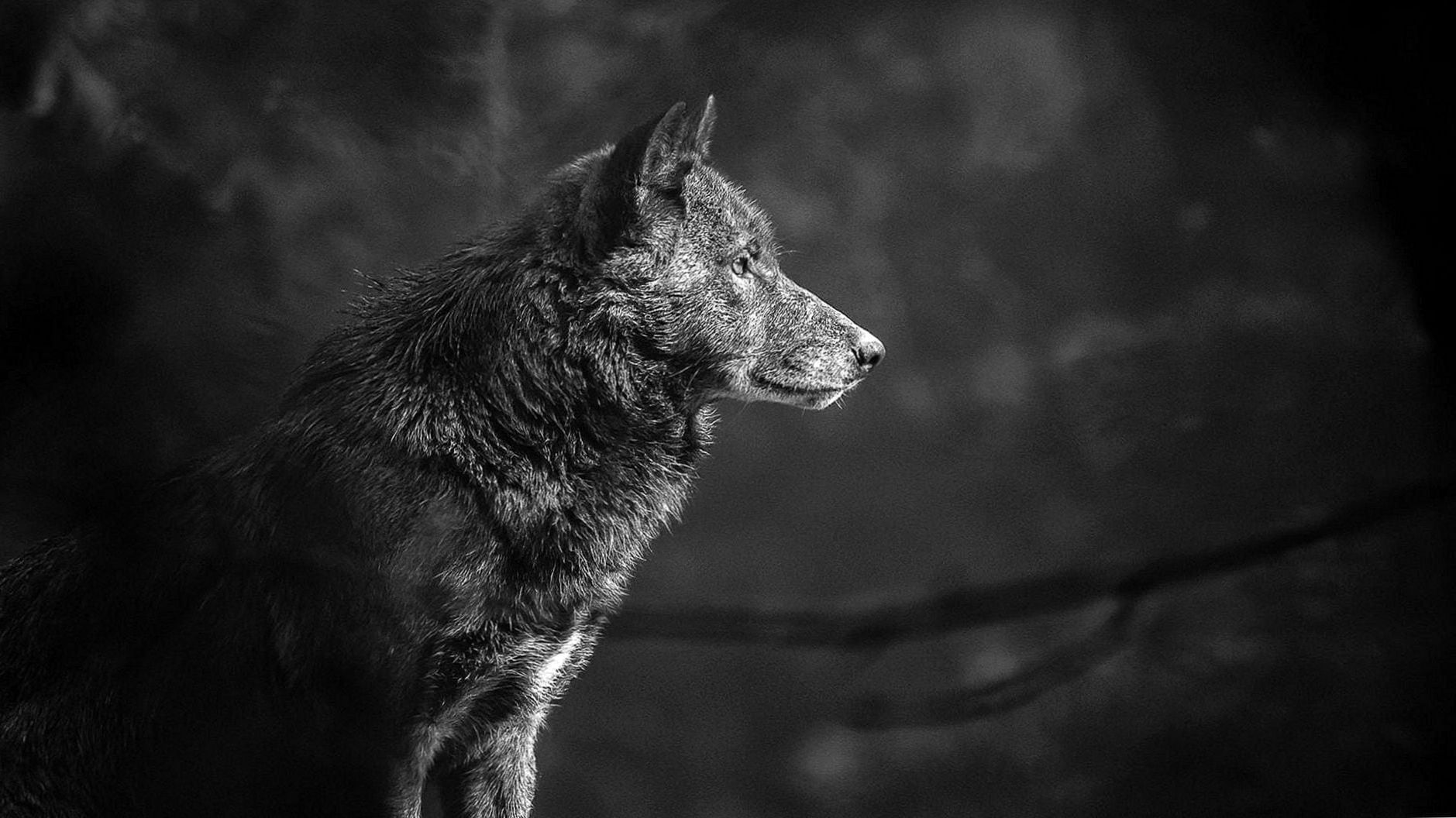 Cool Black WolfWallpapers