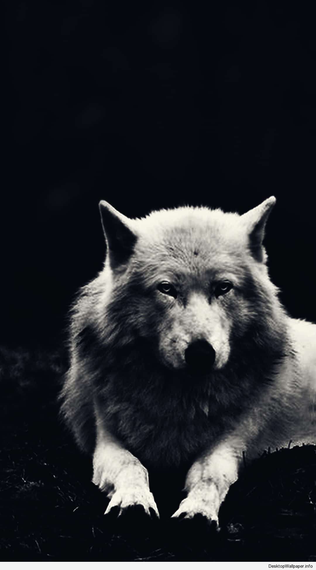 Cool Black WolfWallpapers