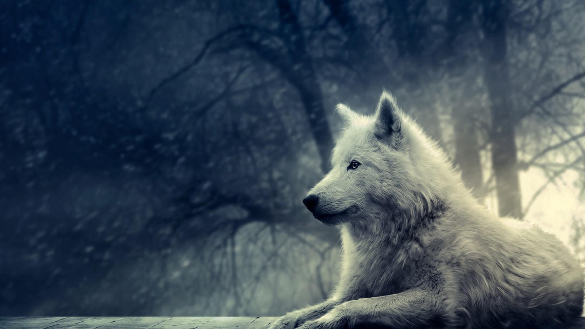 Cool Black WolfWallpapers