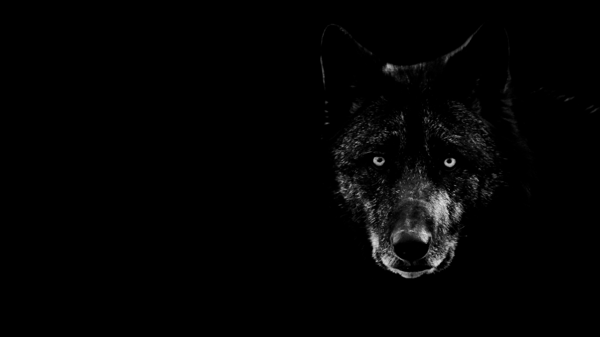 Cool Black WolfWallpapers