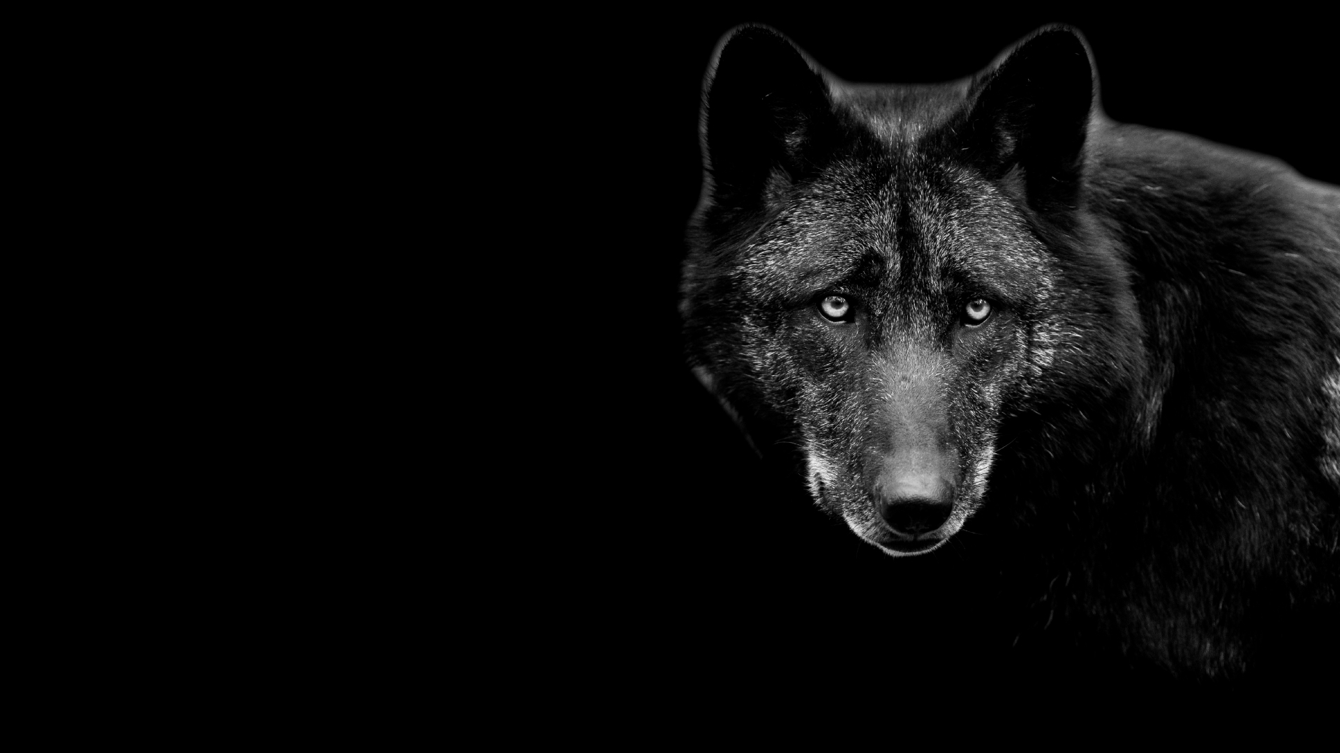 Cool Black WolfWallpapers