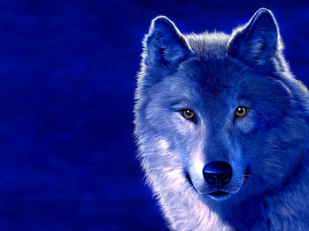 Cool Blue Wolf Wallpapers