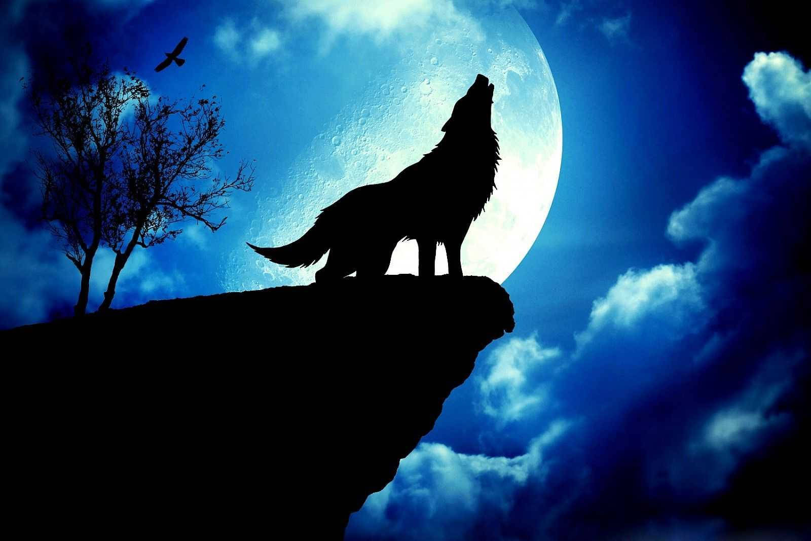 Cool Blue Wolf Wallpapers