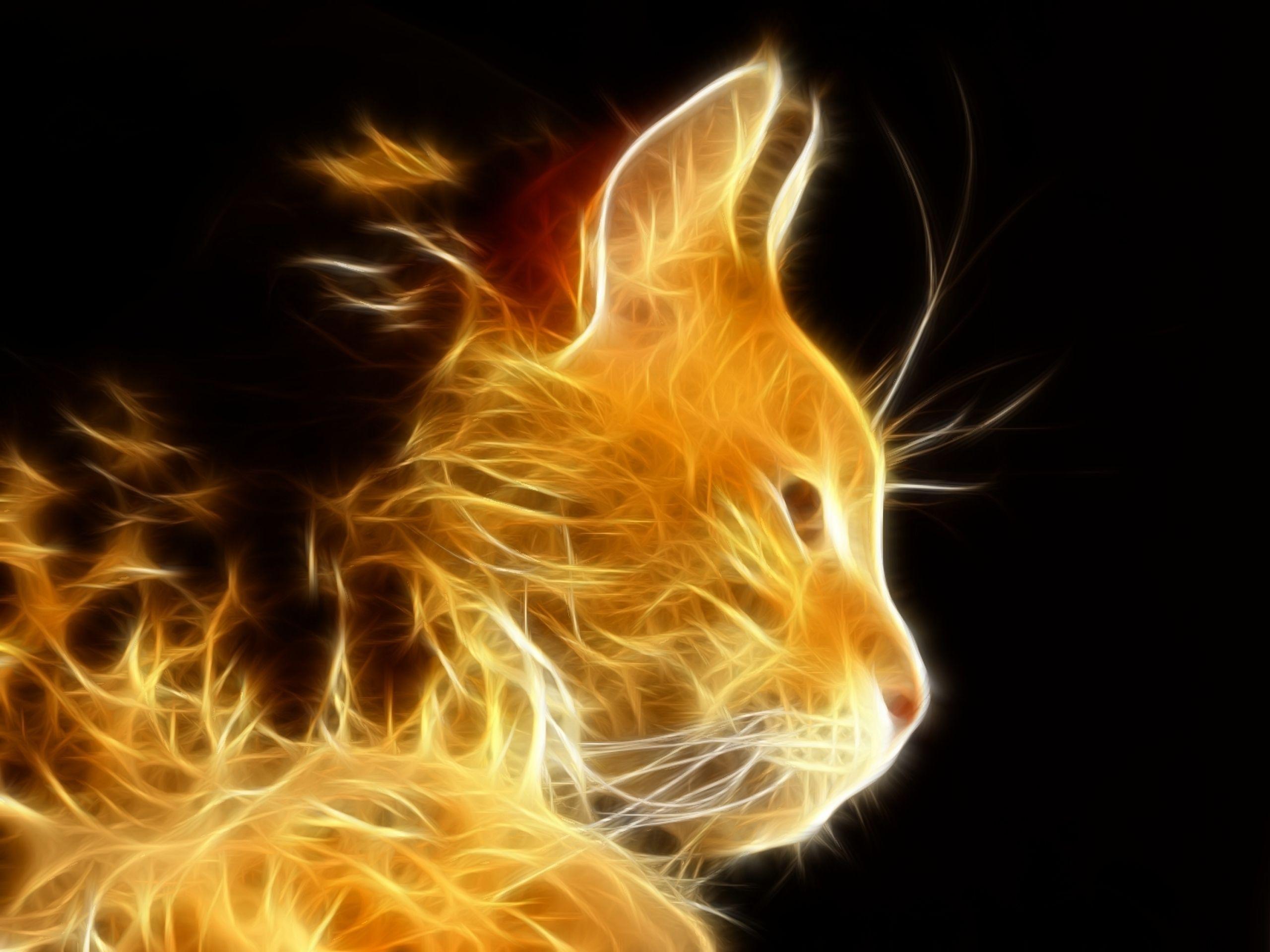 Cool Cat Wallpapers