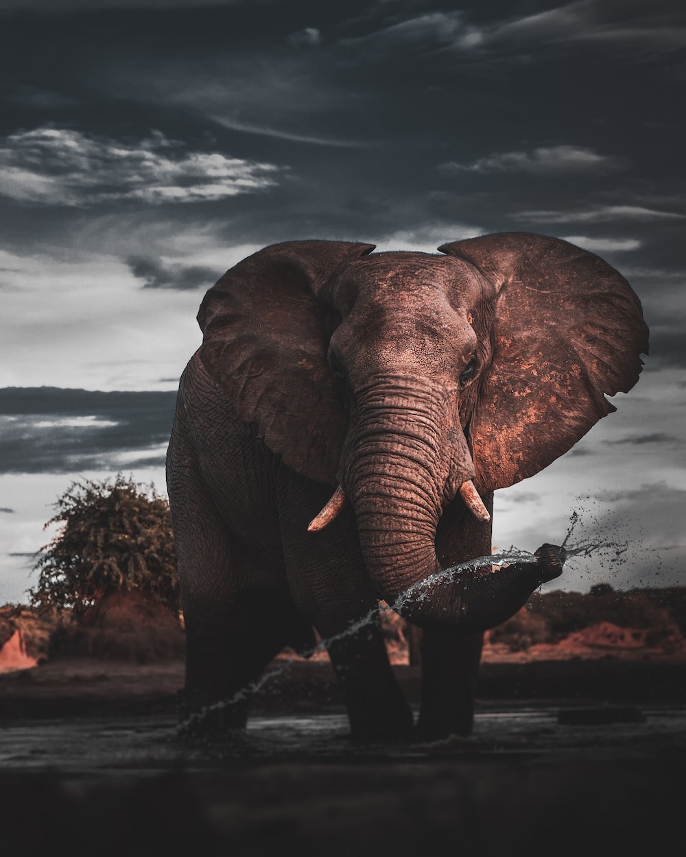 Cool Elephant Wallpapers