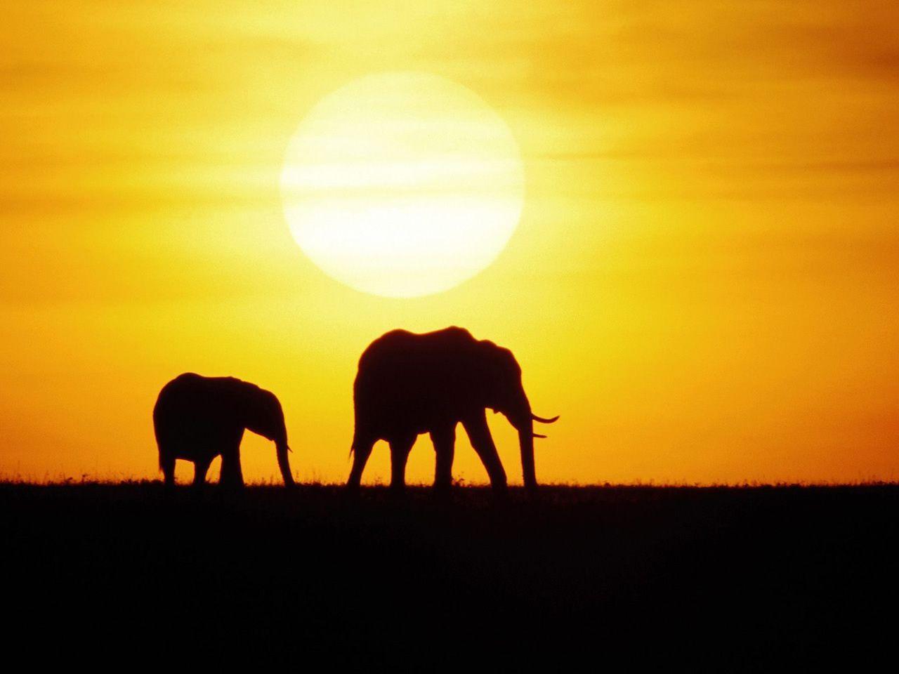 Cool Elephant Wallpapers