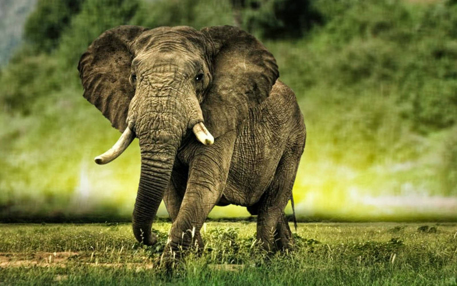 Cool Elephant Wallpapers