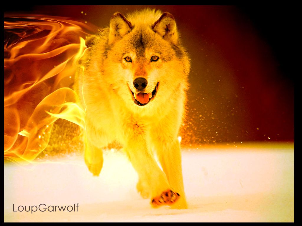 Cool Fire WolfWallpapers