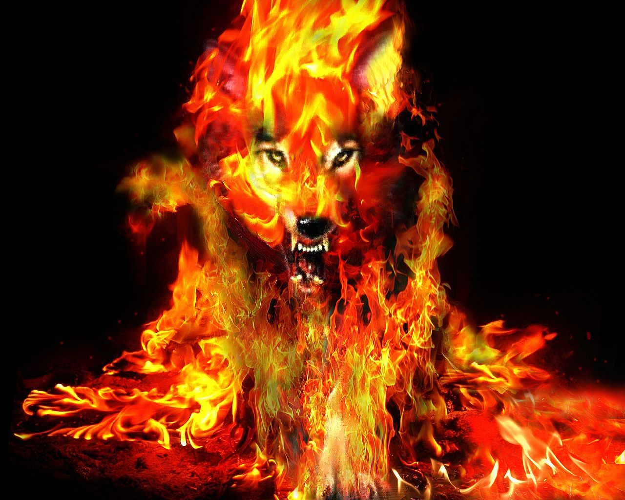 Cool Fire WolfWallpapers