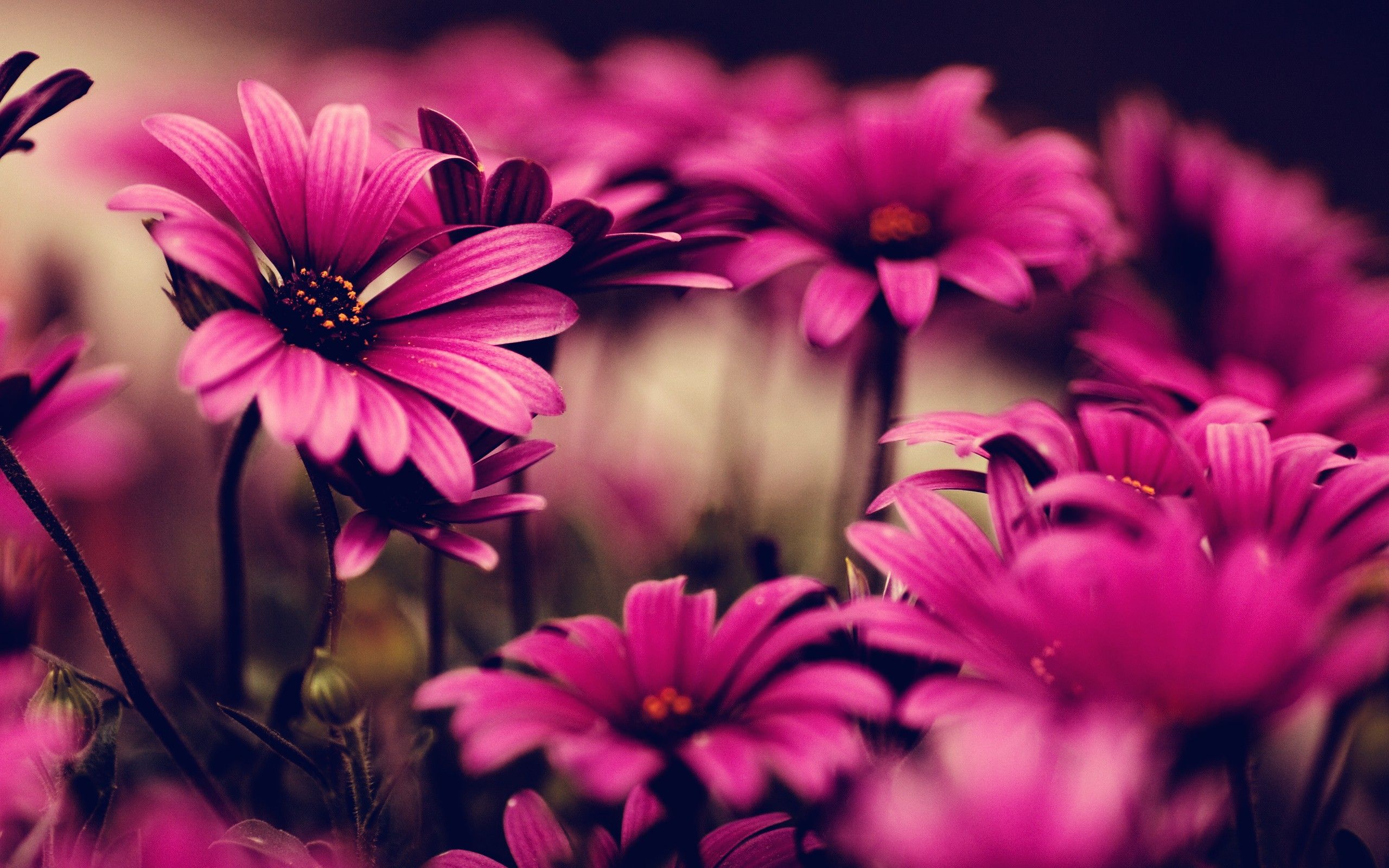 Cool FlowerWallpapers