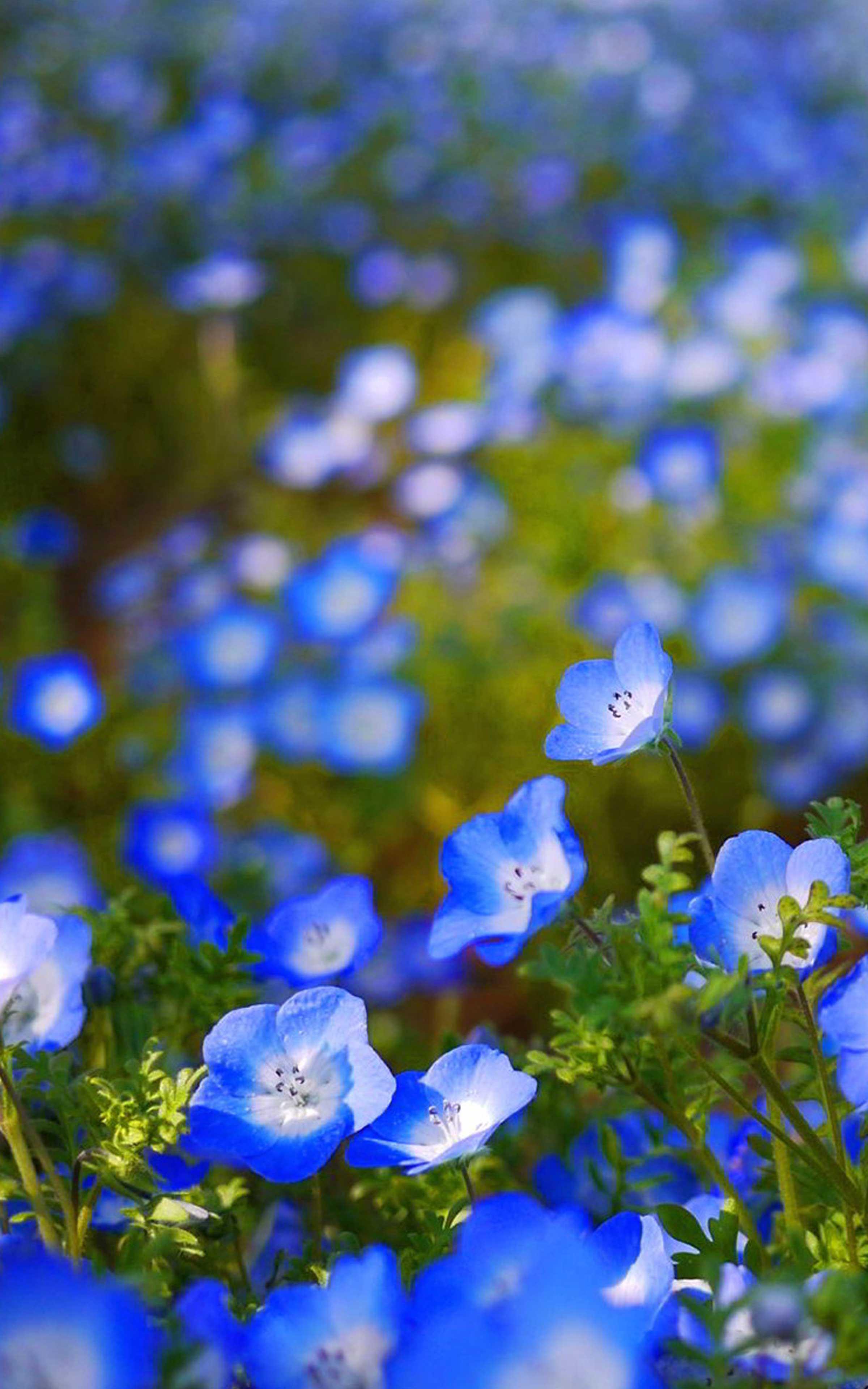 Cool FlowerWallpapers