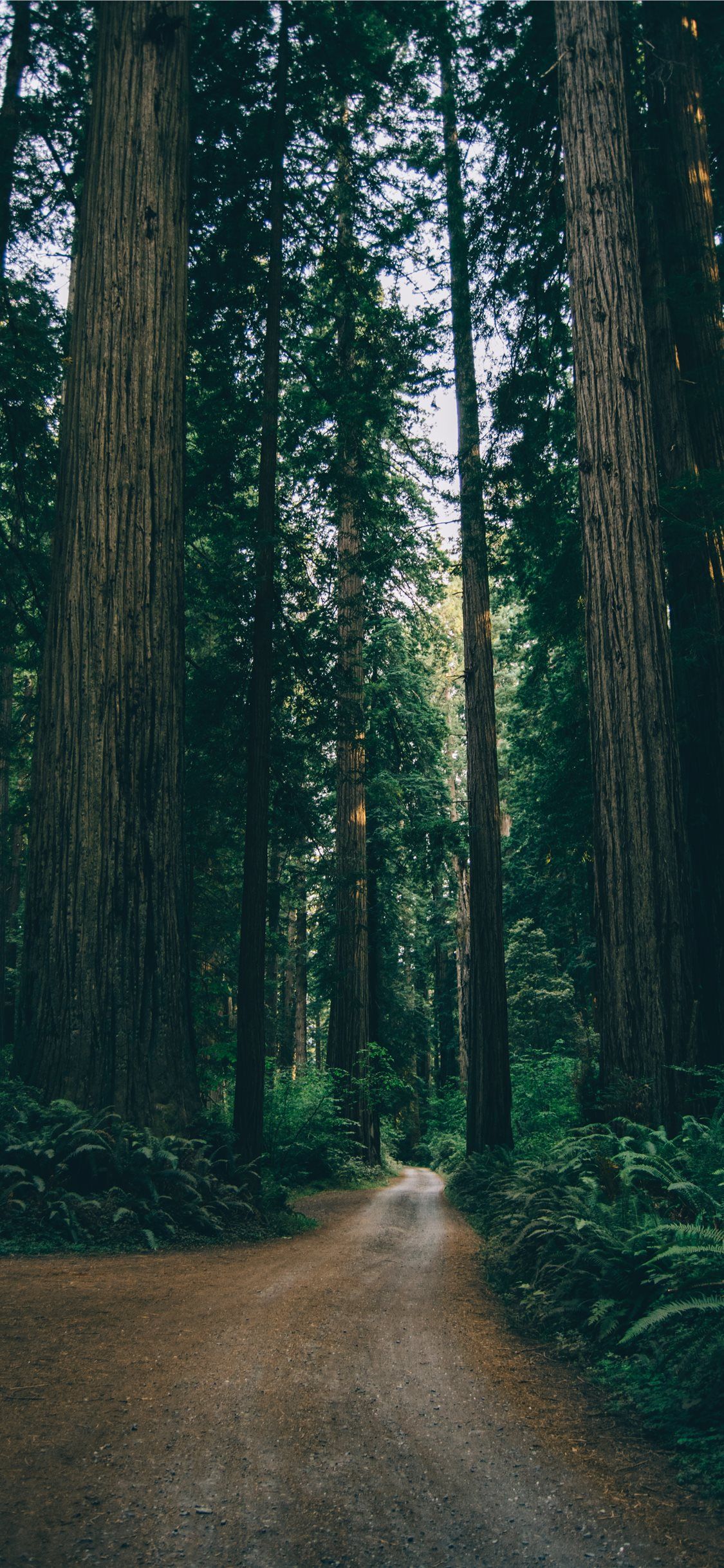 Cool Forest Wallpapers