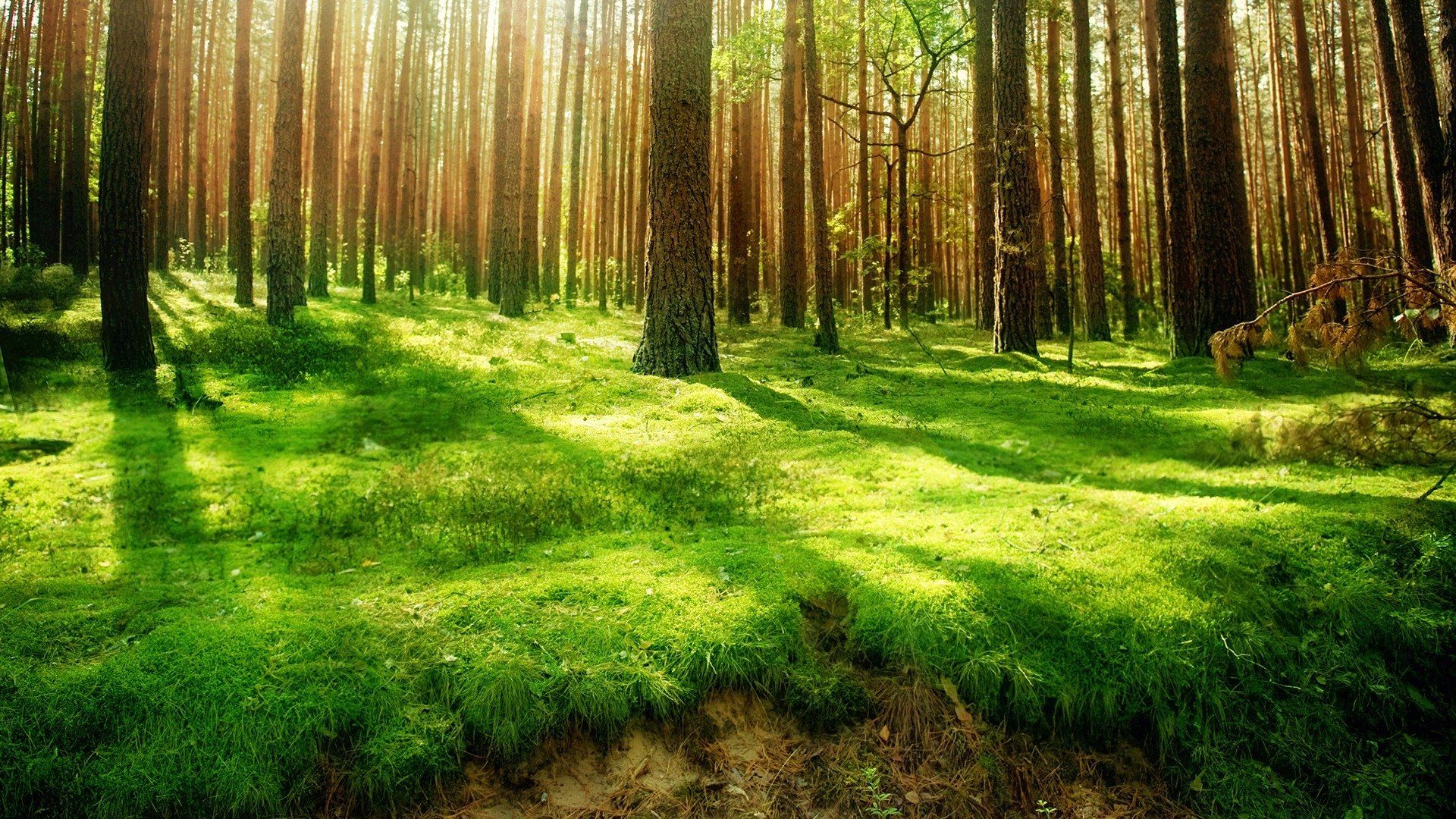 Cool Forest Wallpapers