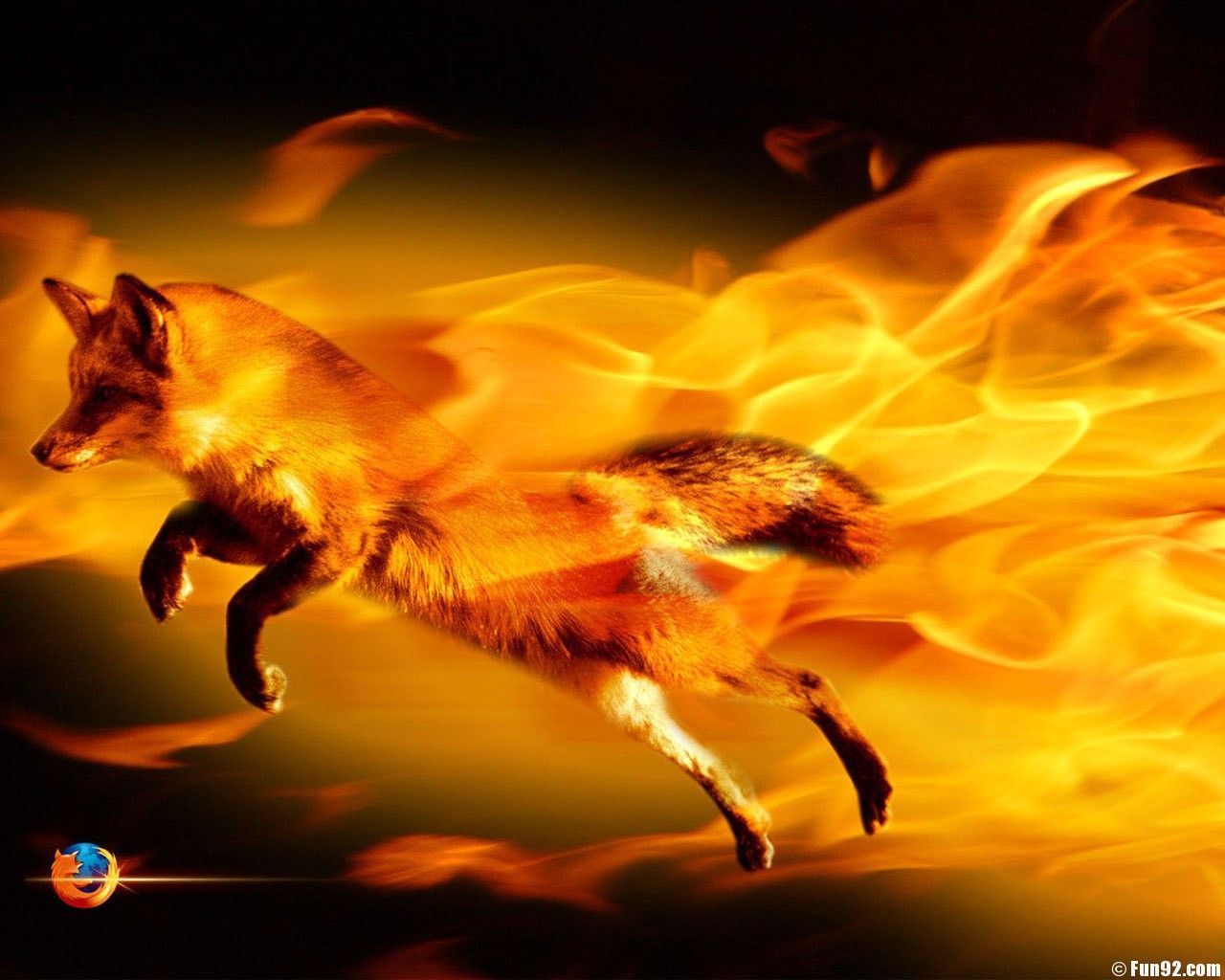 Cool FoxWallpapers