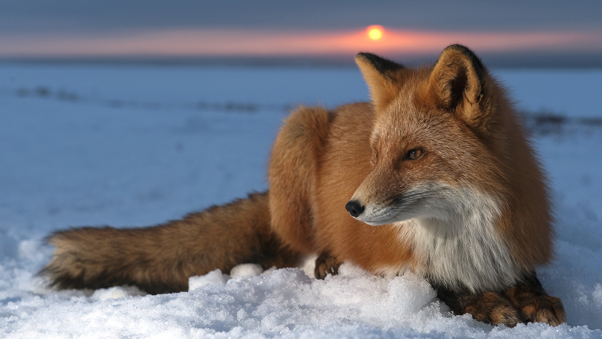 Cool FoxWallpapers