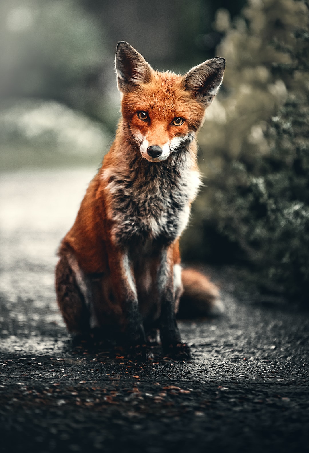 Cool FoxWallpapers