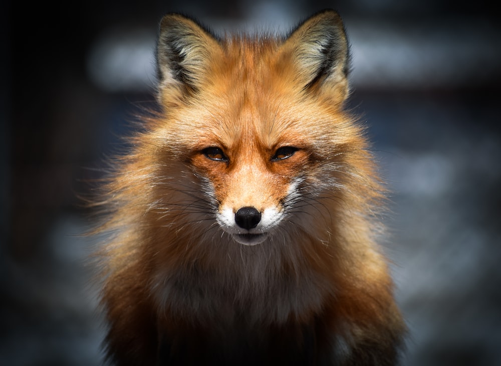 Cool FoxWallpapers