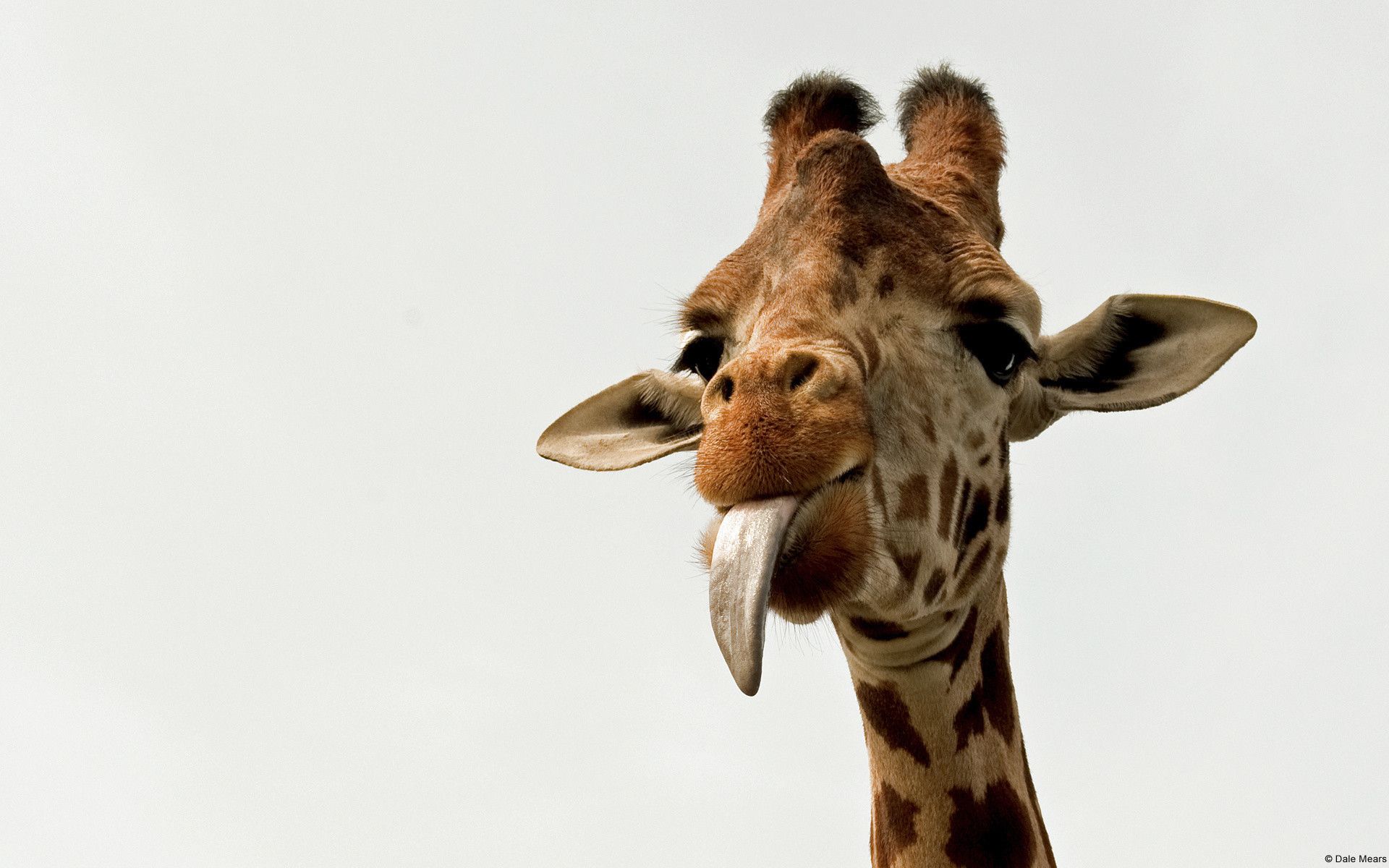 Cool Giraffe Wallpapers