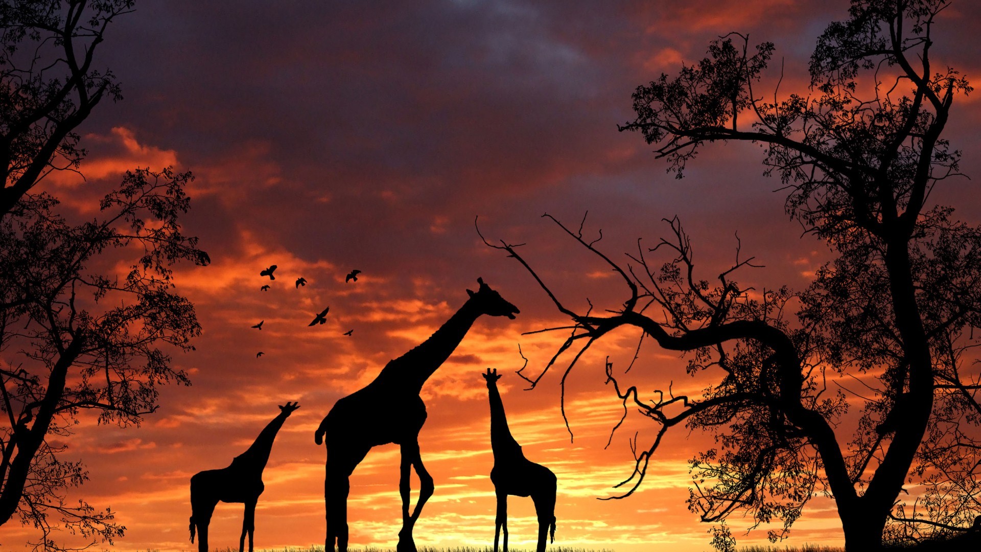 Cool Giraffe Wallpapers