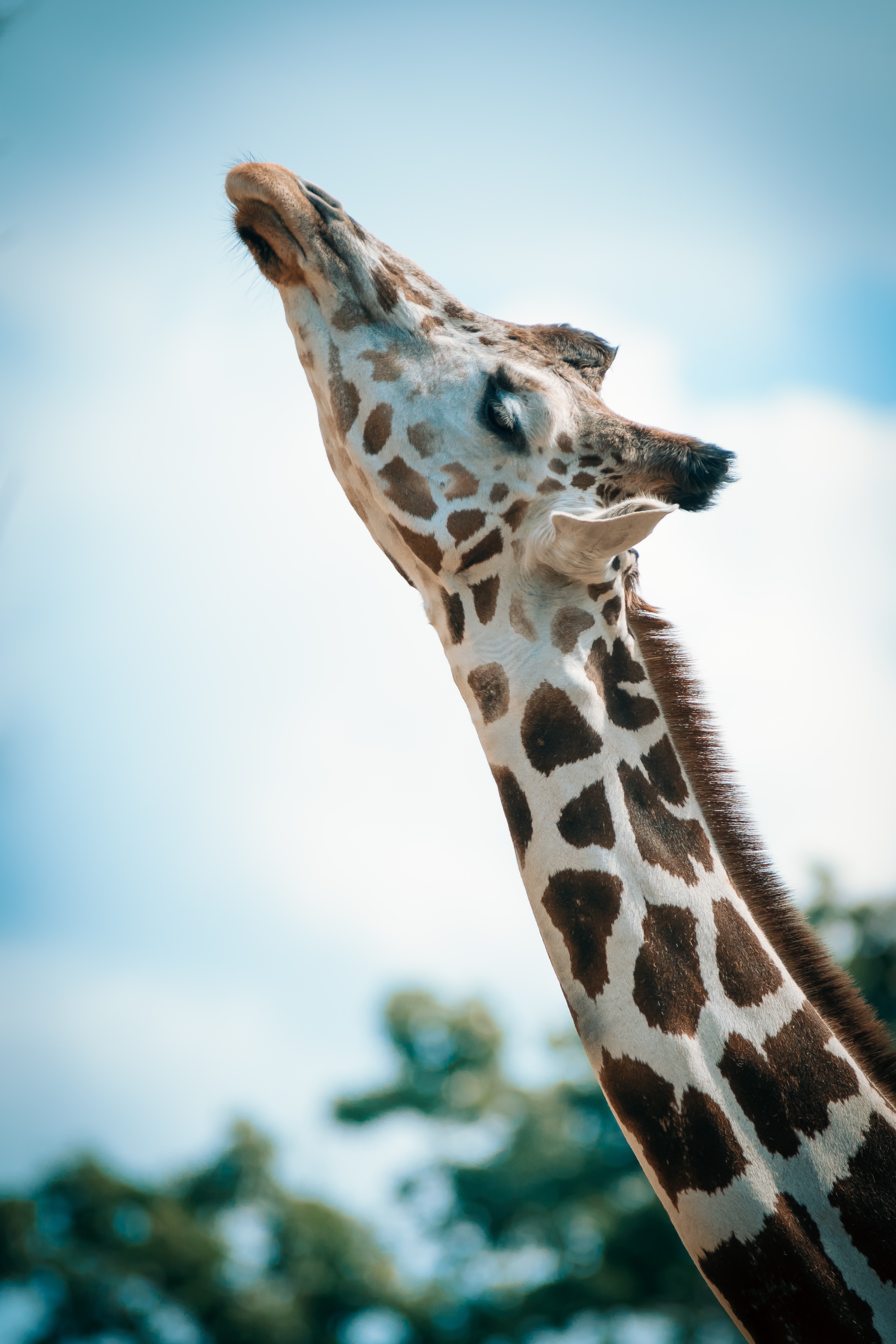 Cool Giraffe Wallpapers