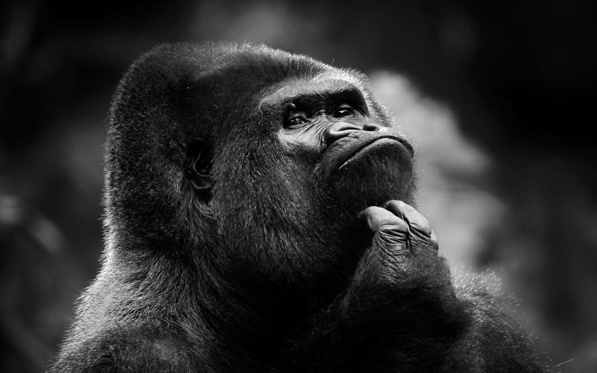 Cool Gorilla Wallpapers