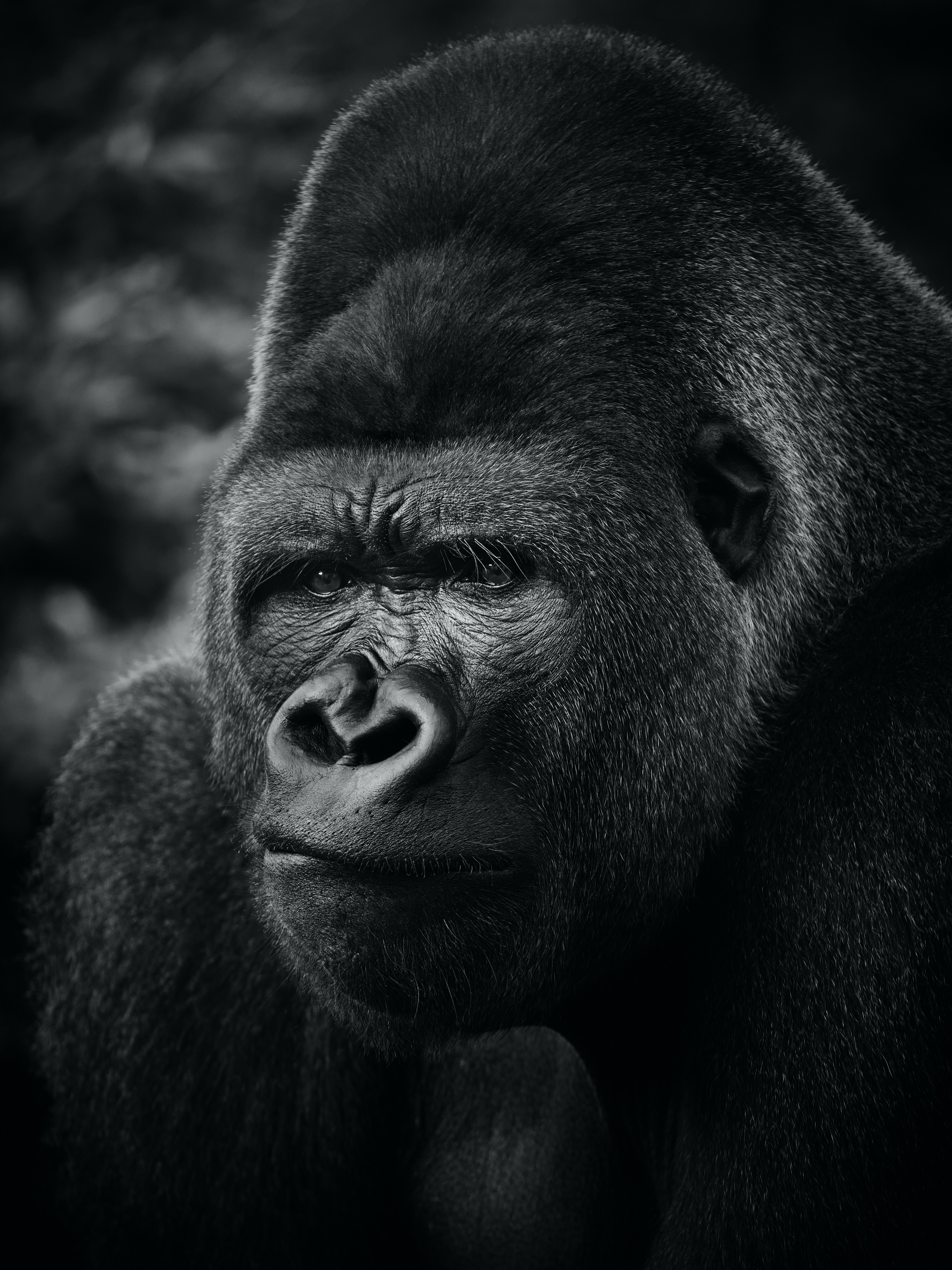 Cool Gorilla Wallpapers