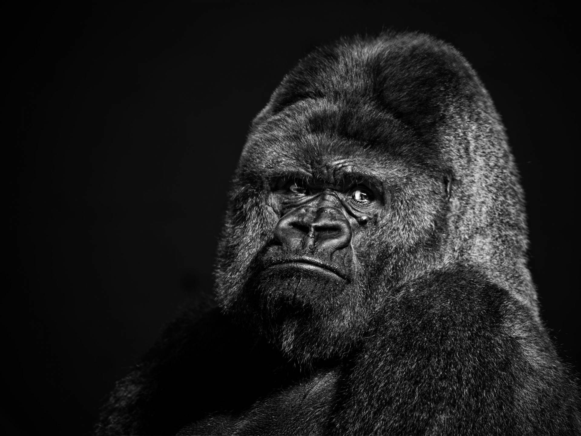 Cool Gorilla Wallpapers