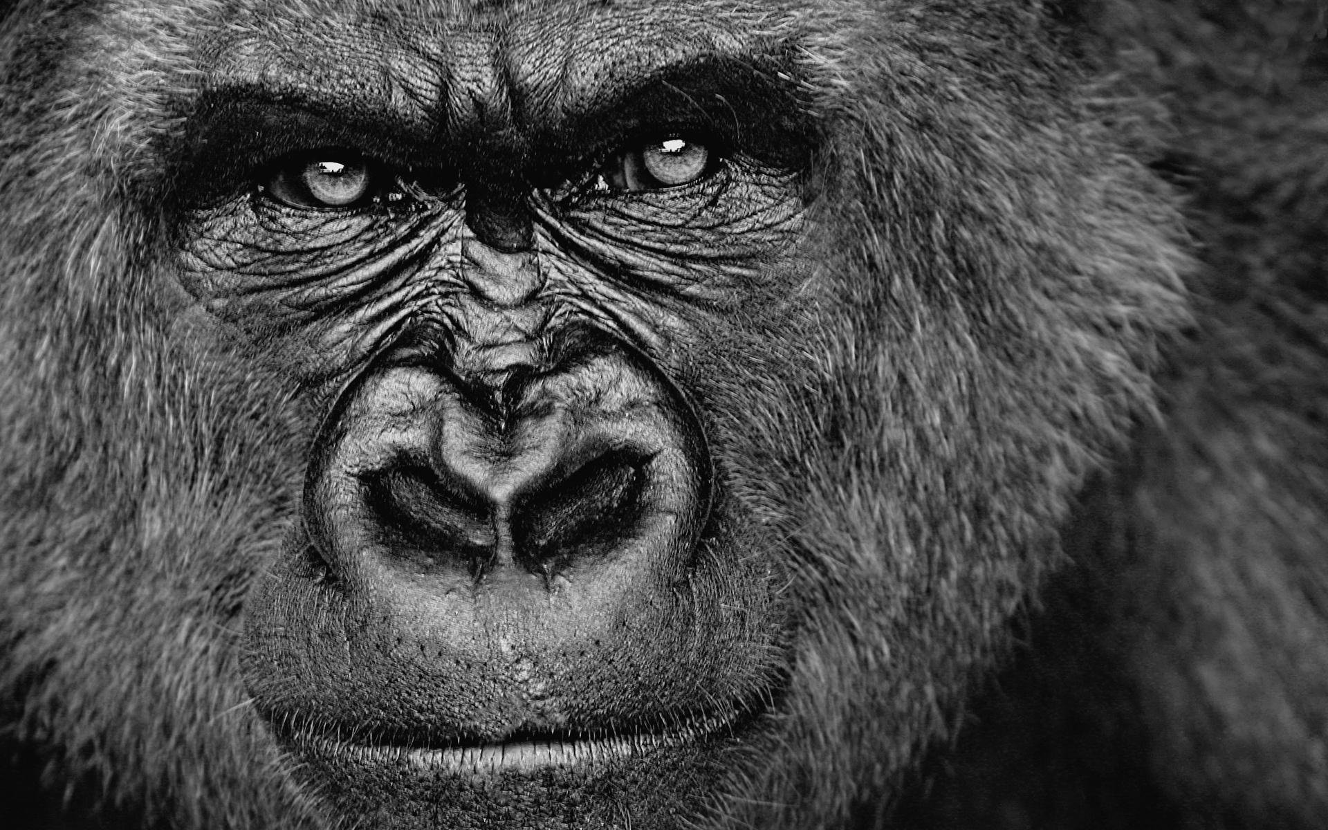 Cool Gorilla Wallpapers