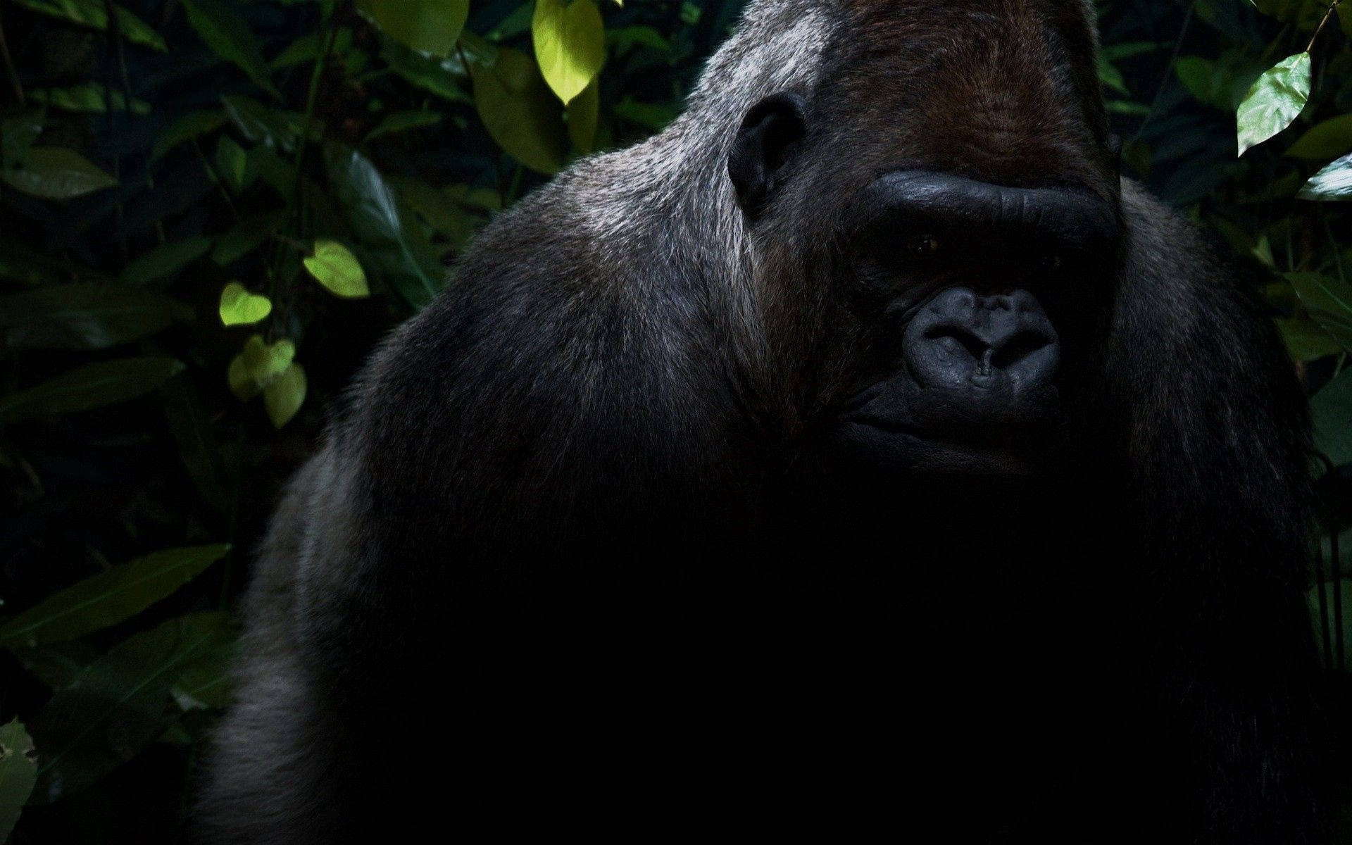 Cool Gorilla Wallpapers