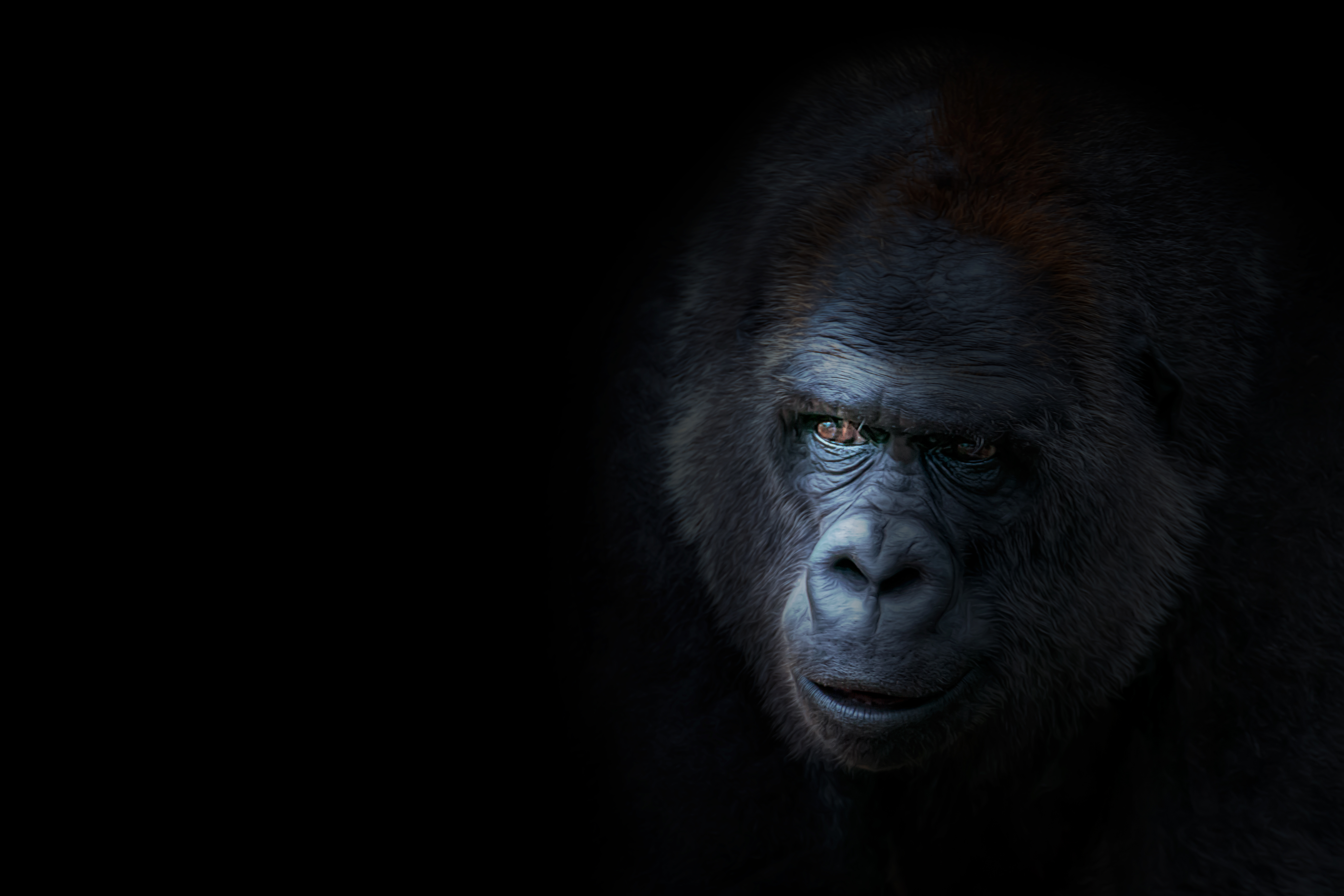 Cool Gorilla Wallpapers