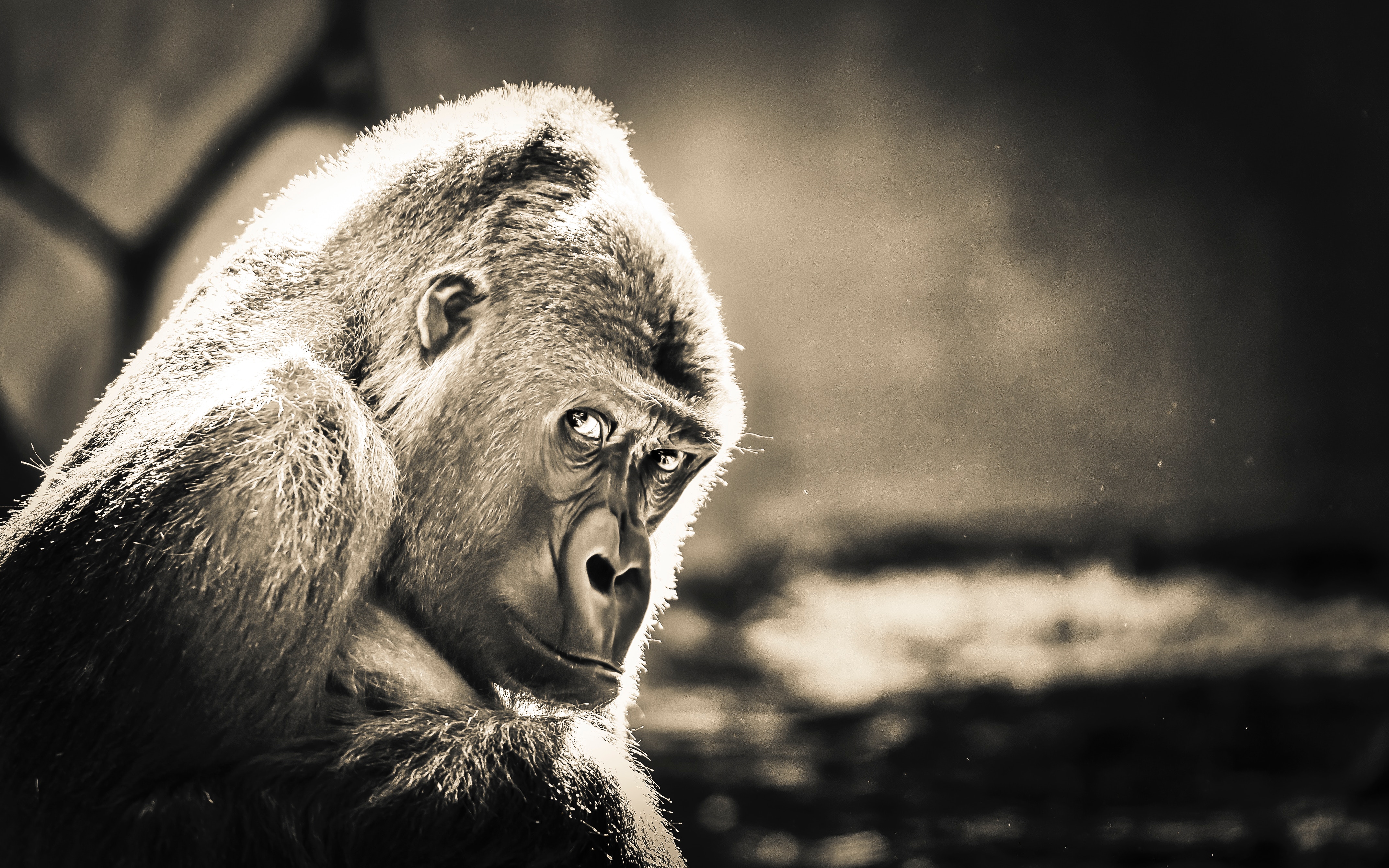 Cool Gorilla Wallpapers