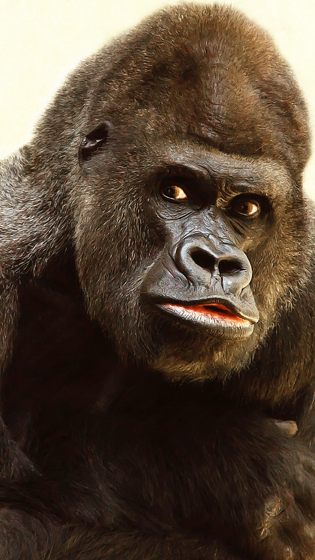 Cool Gorilla Wallpapers