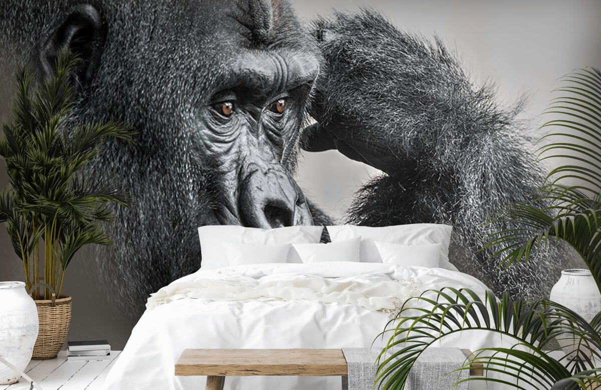 Cool Gorilla Wallpapers